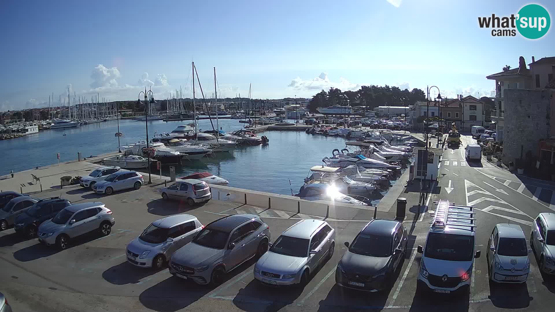 Novigrad | Porporela marina