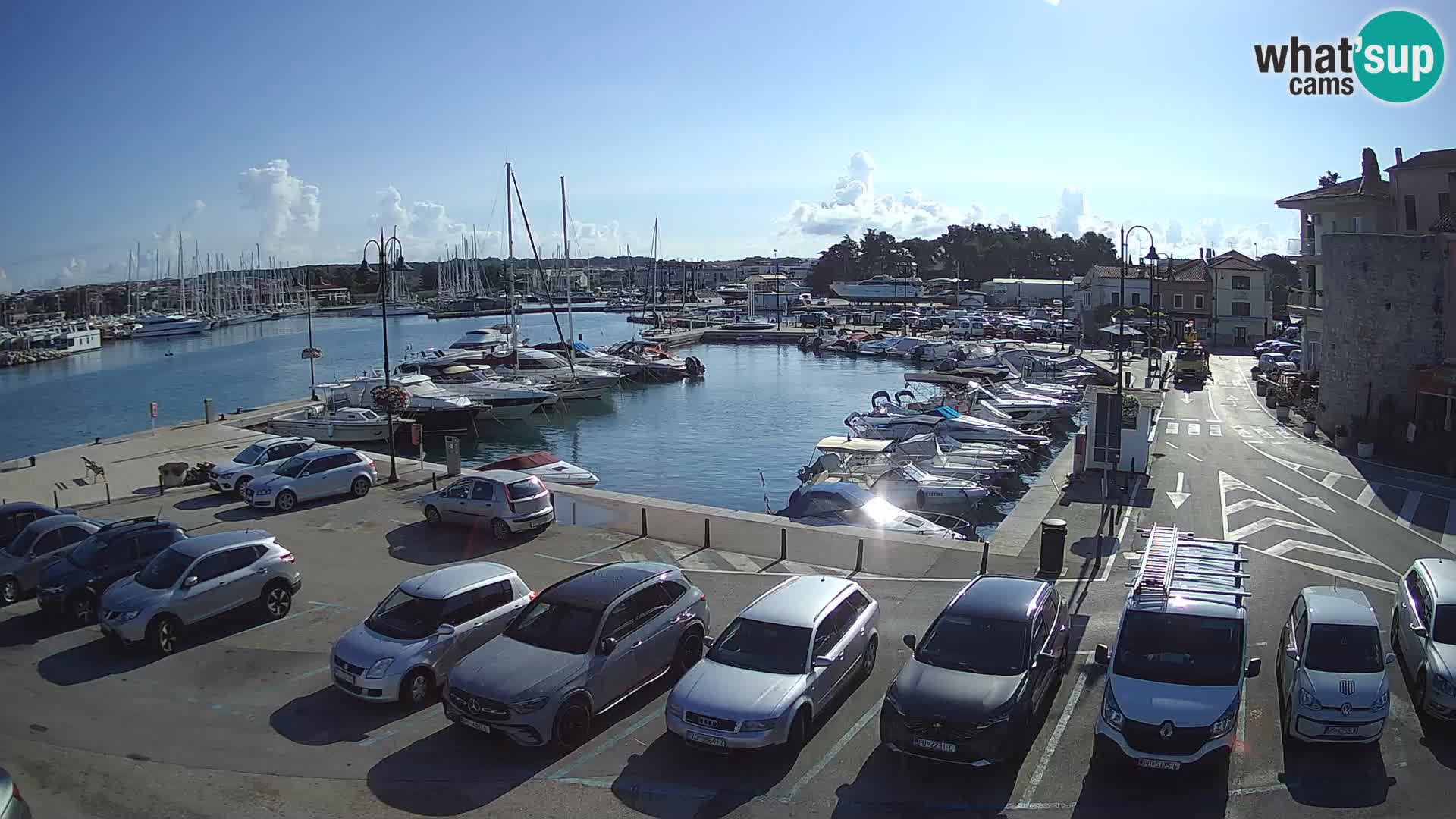 Novigrad | Porporela marina