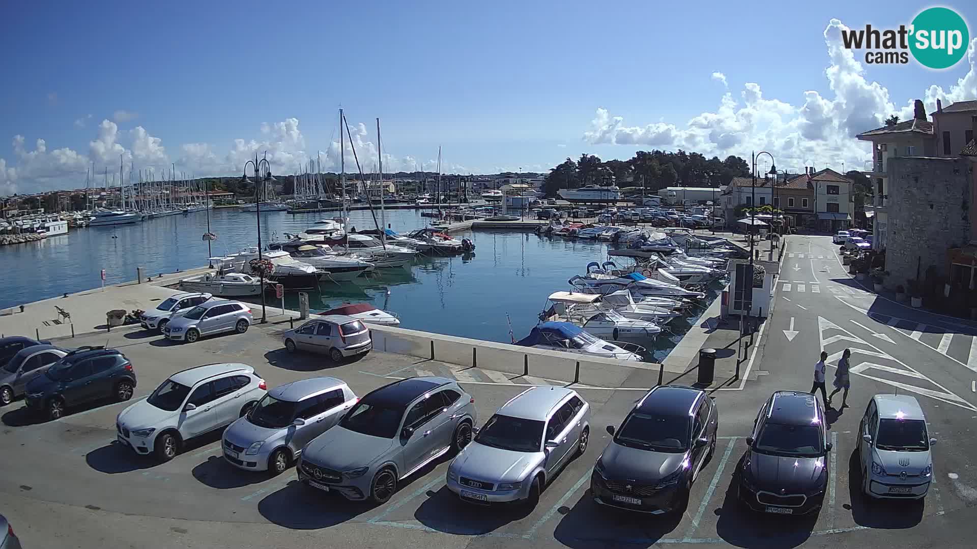 Novigrad | Porporela marina