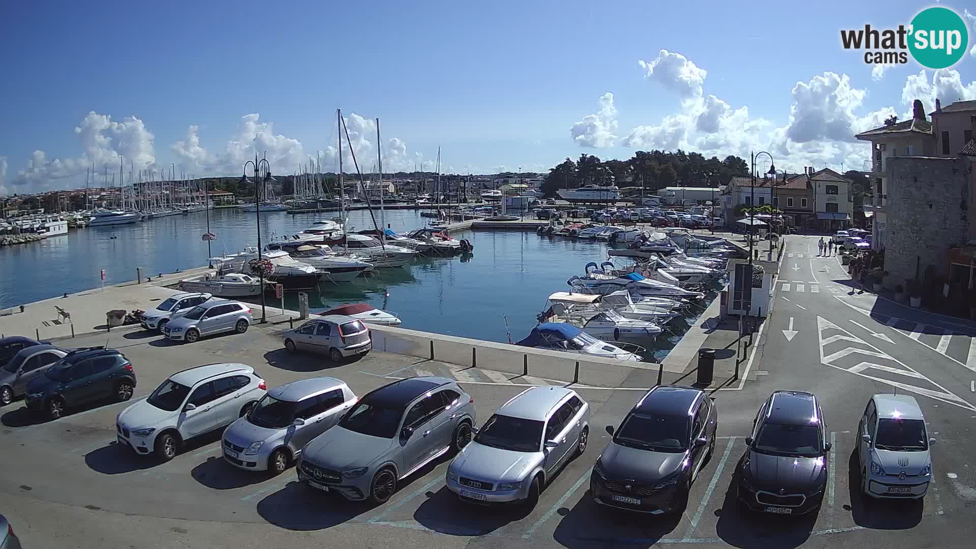 Novigrad | Porporela marina
