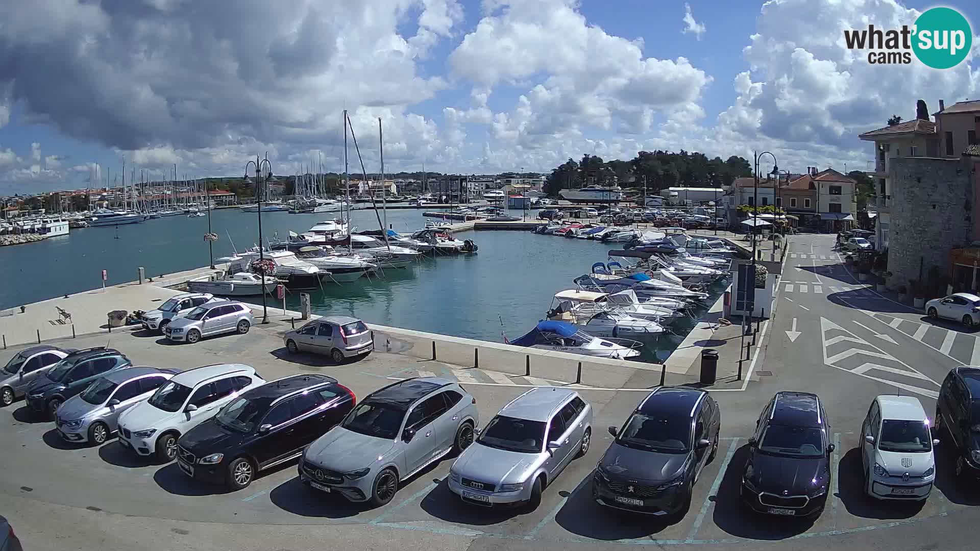 Novigrad | Porporela marina