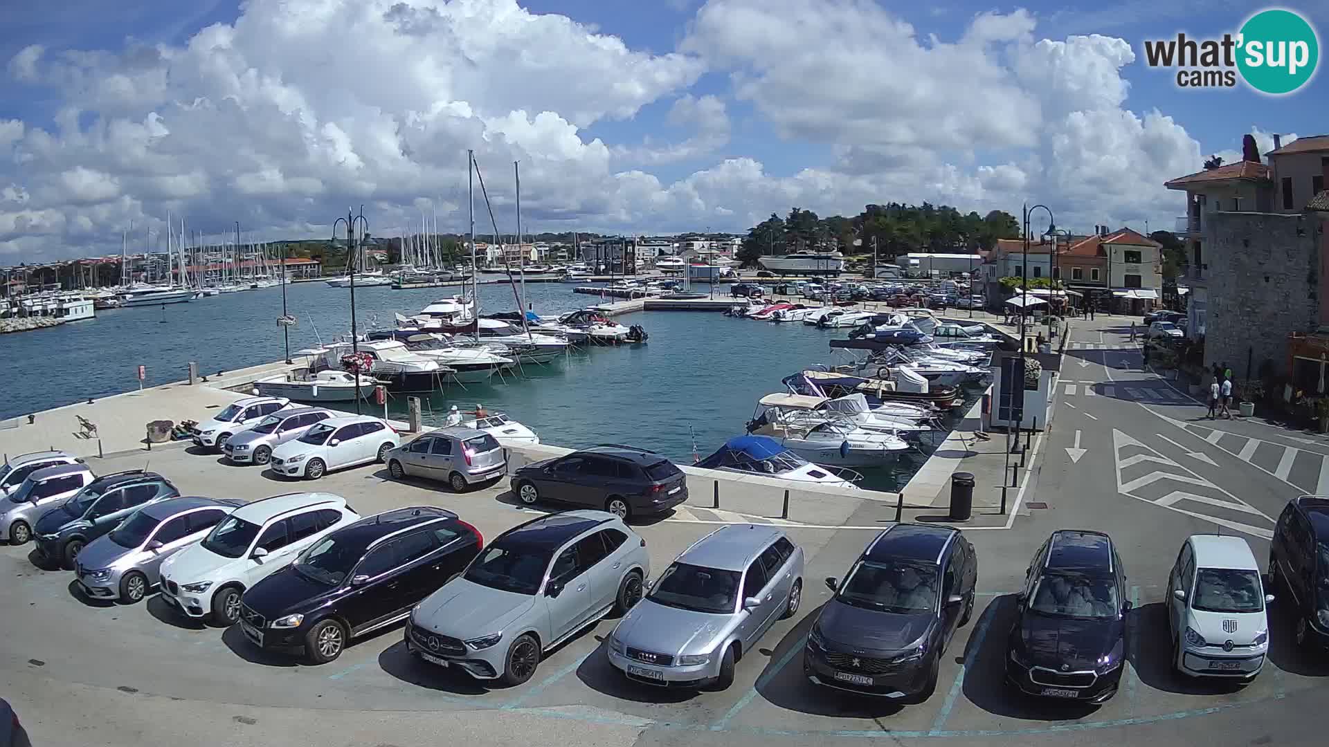 Novigrad | Porporela marina
