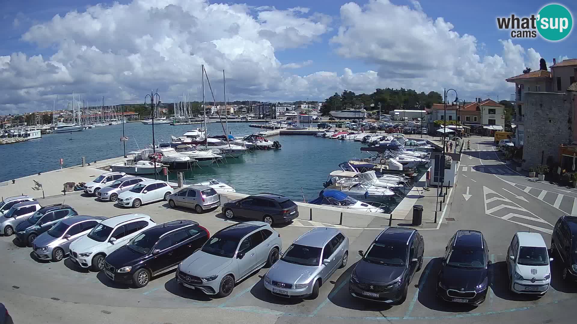 Novigrad | Porporela marina