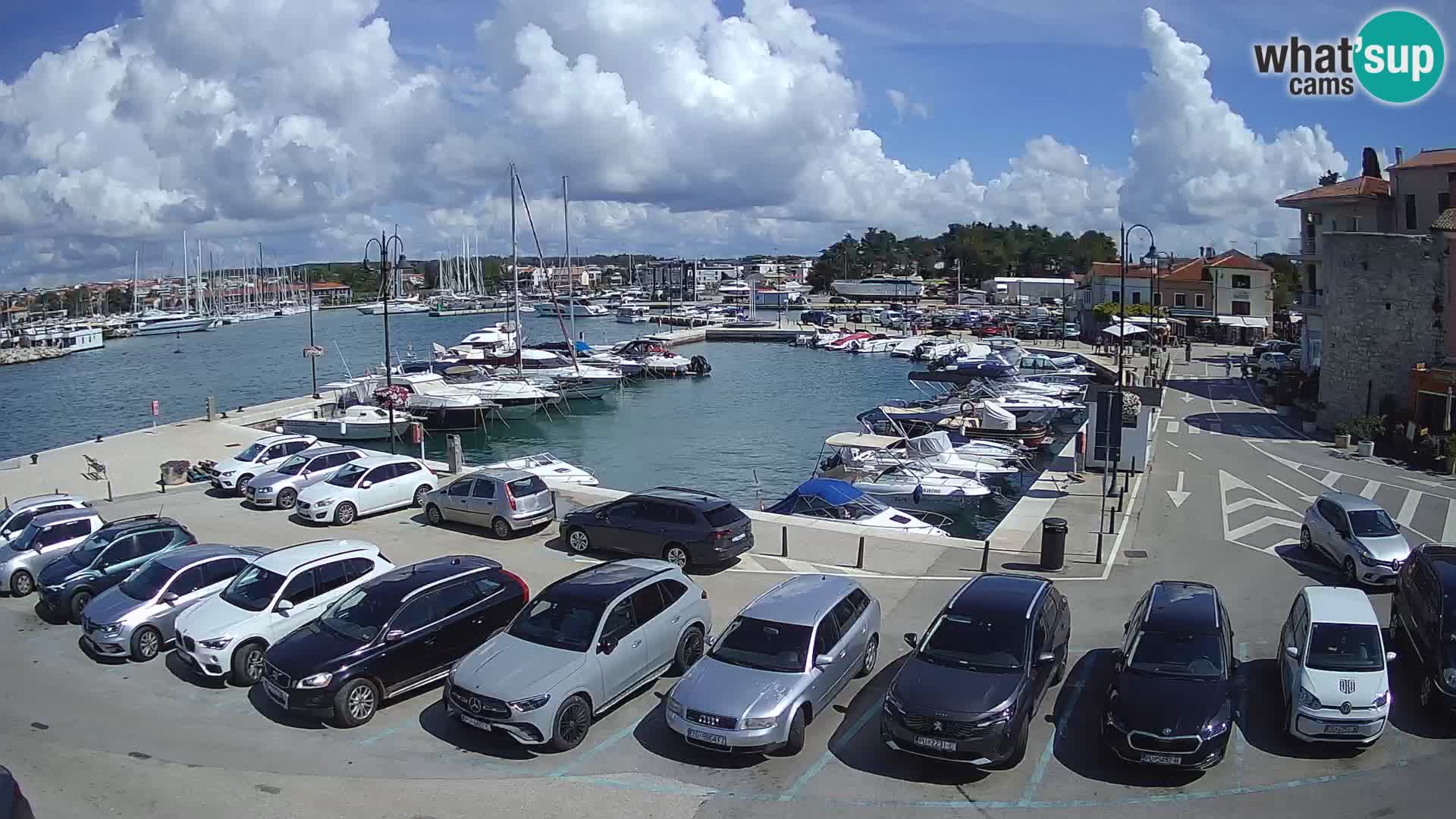 Novigrad | Porporela marina
