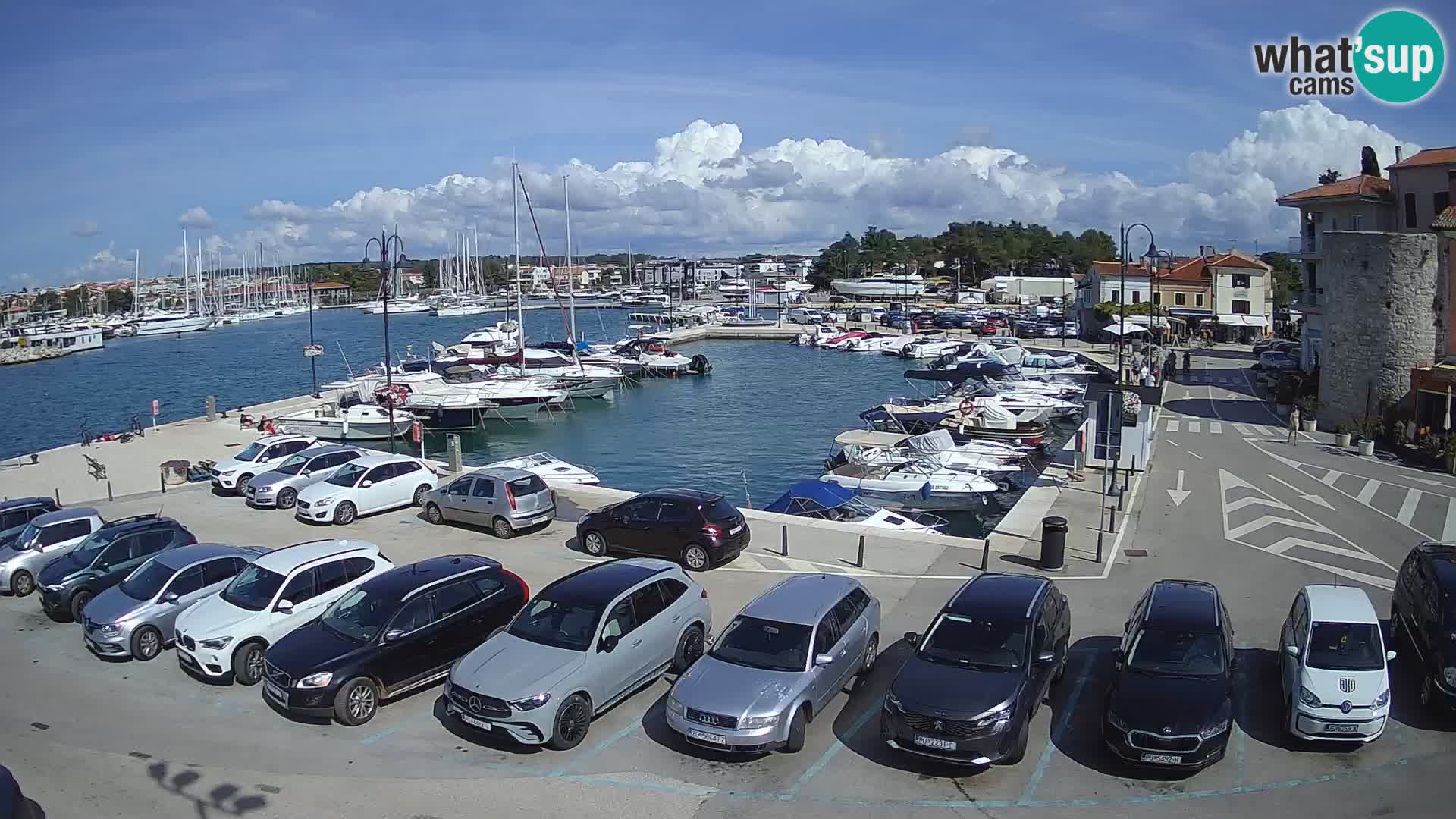 Novigrad | Porporela marina