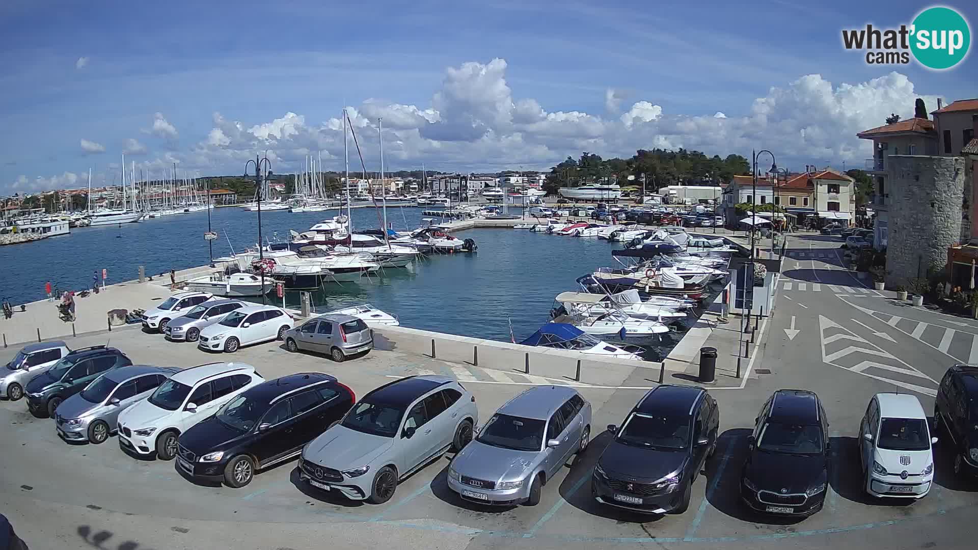 Novigrad | Porporela marina