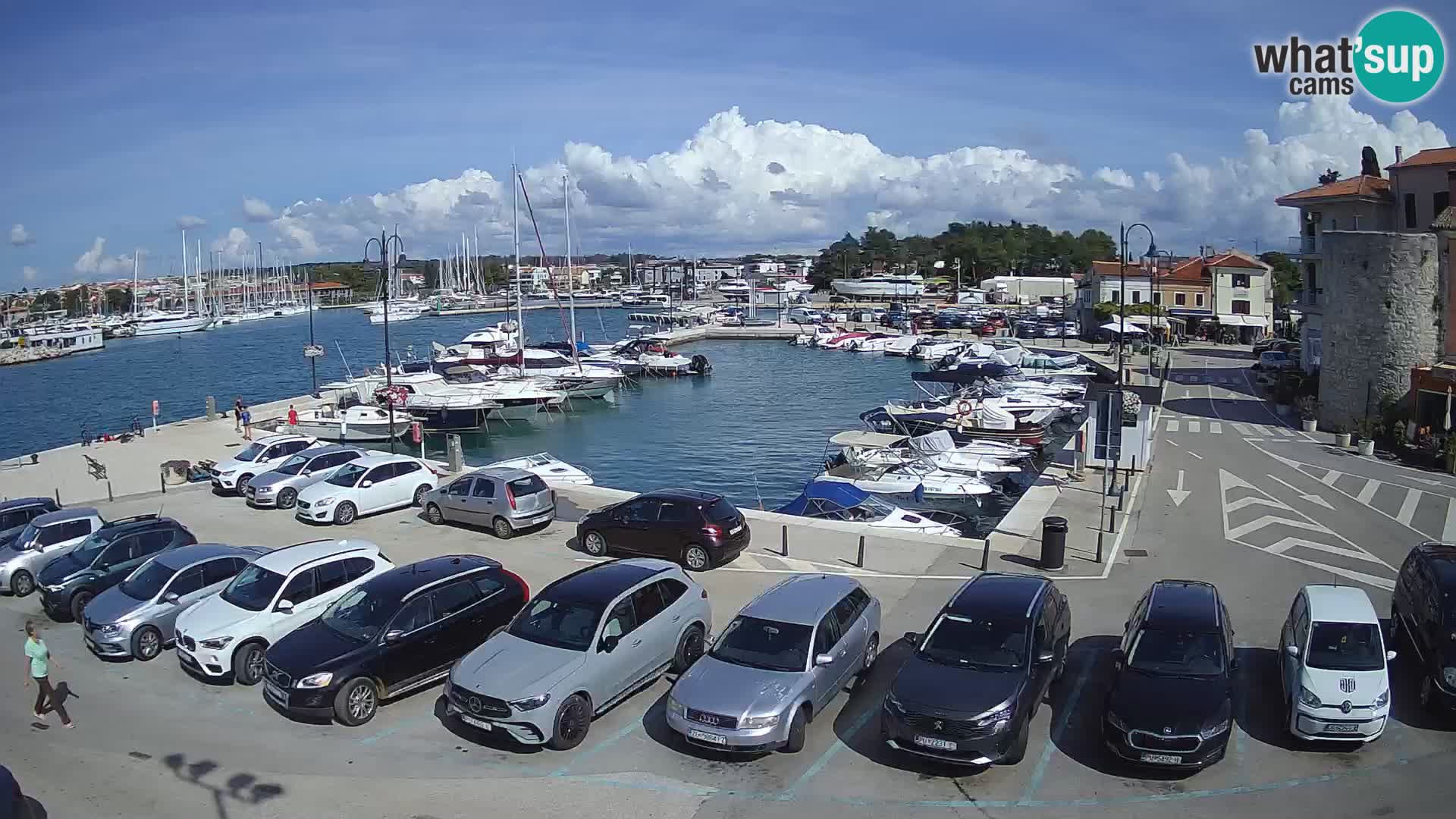 Novigrad | Porporela marina