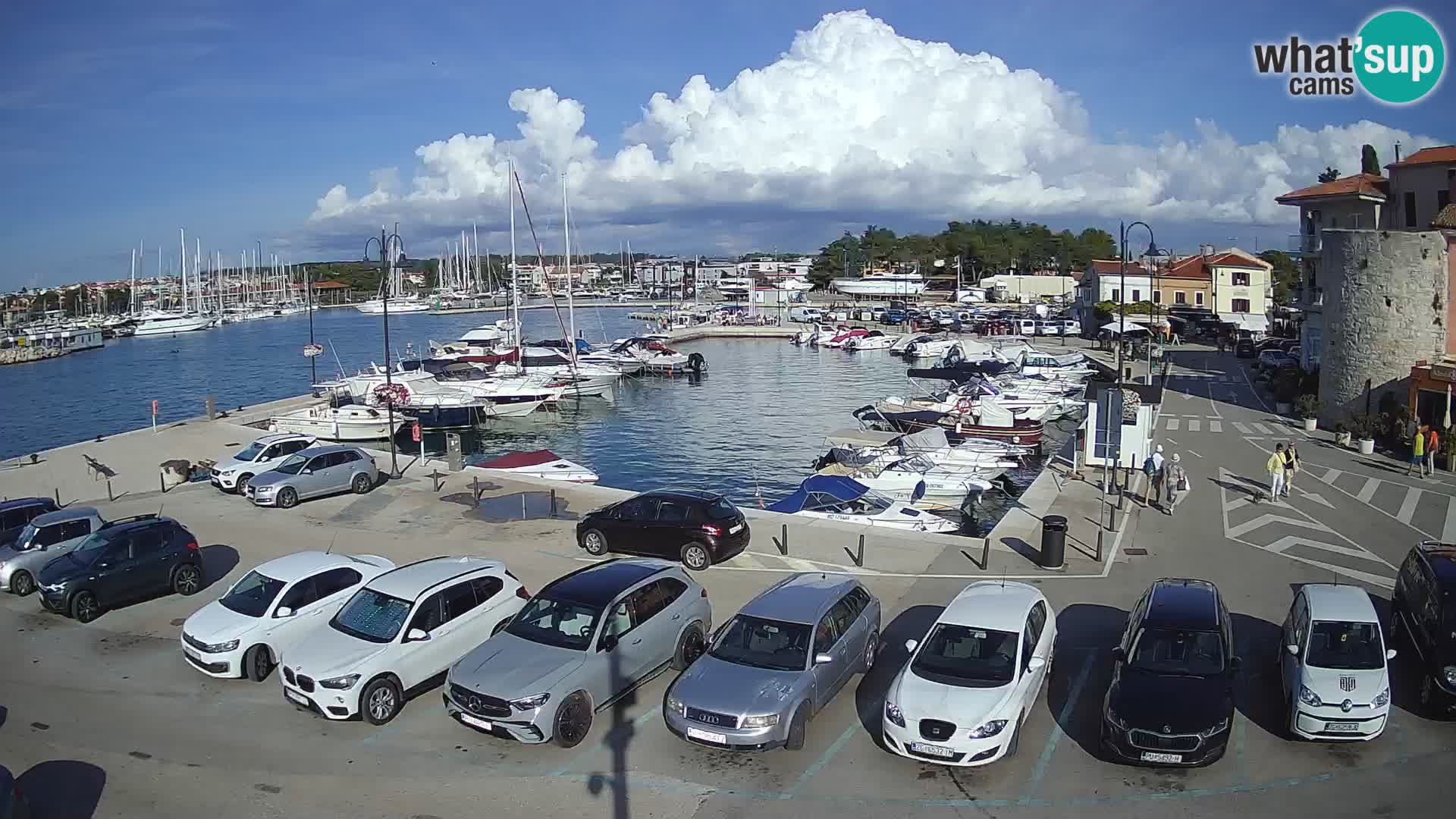 Novigrad | Porporela marina