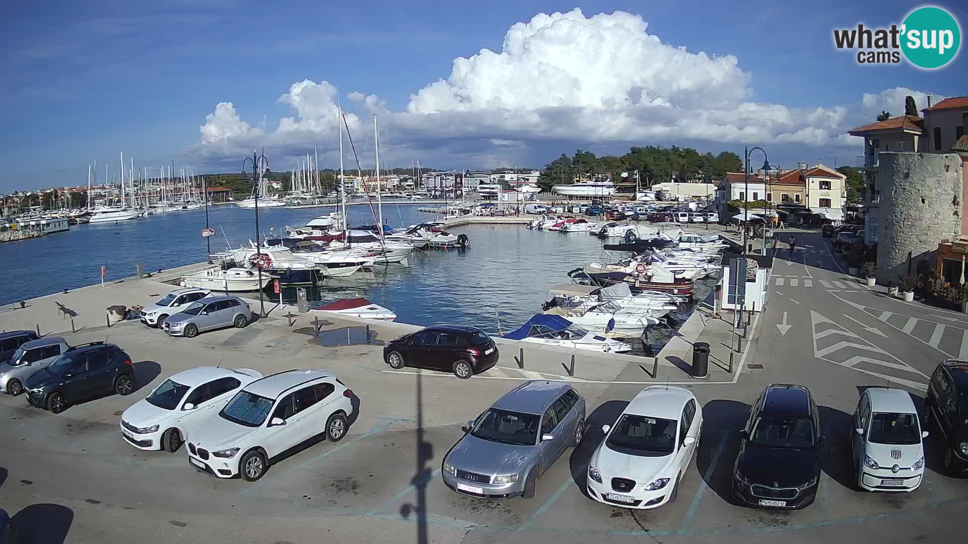 Novigrad | Porporela marina