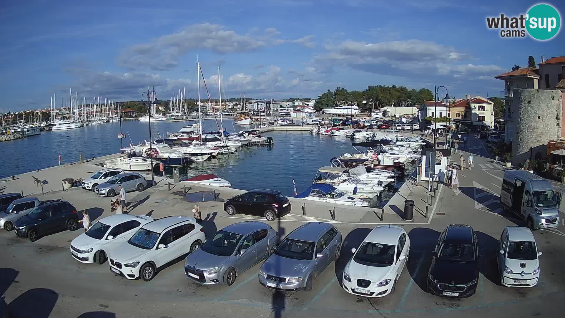 Novigrad | Porporela marina
