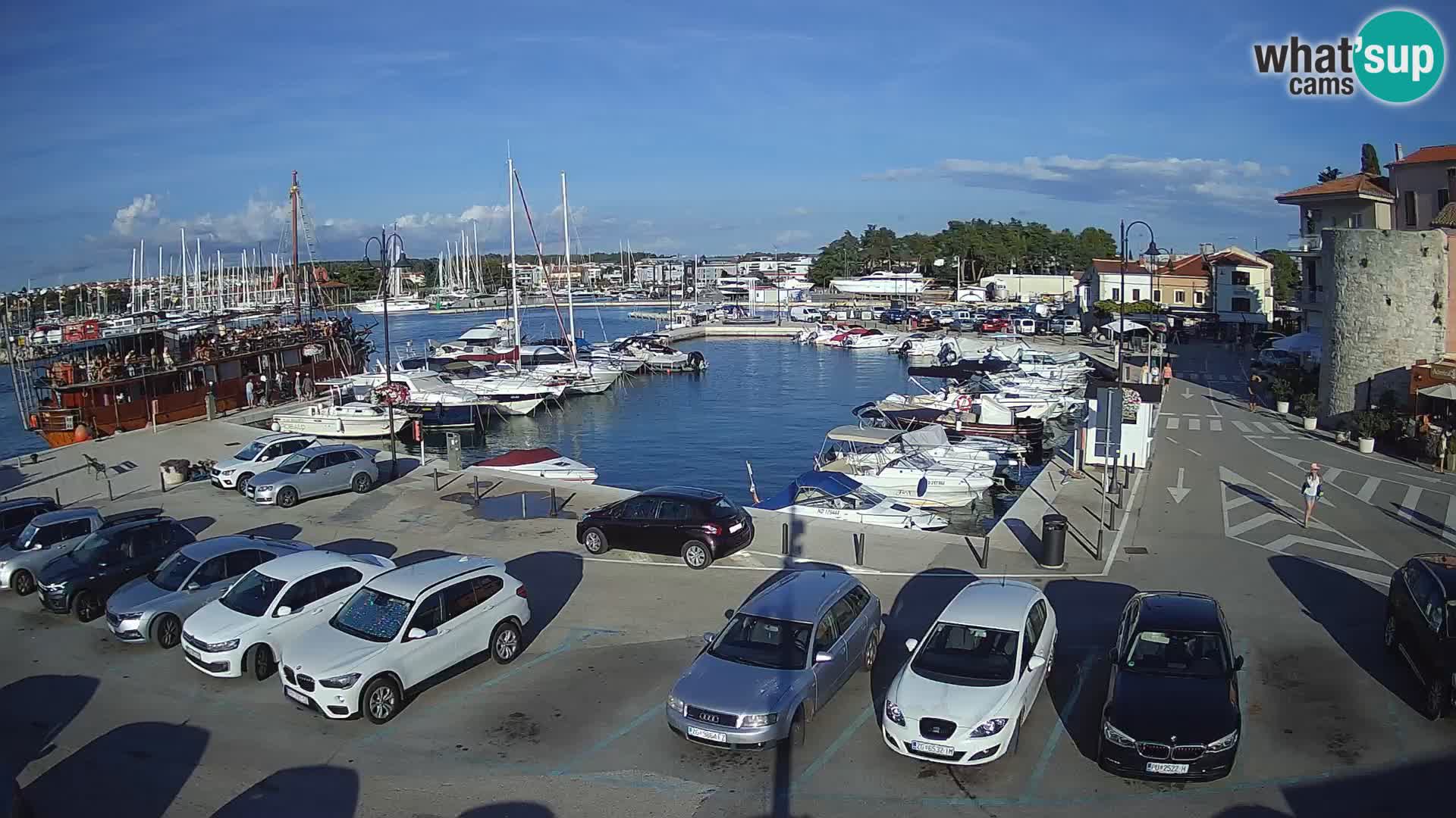 Novigrad | Porporela marina