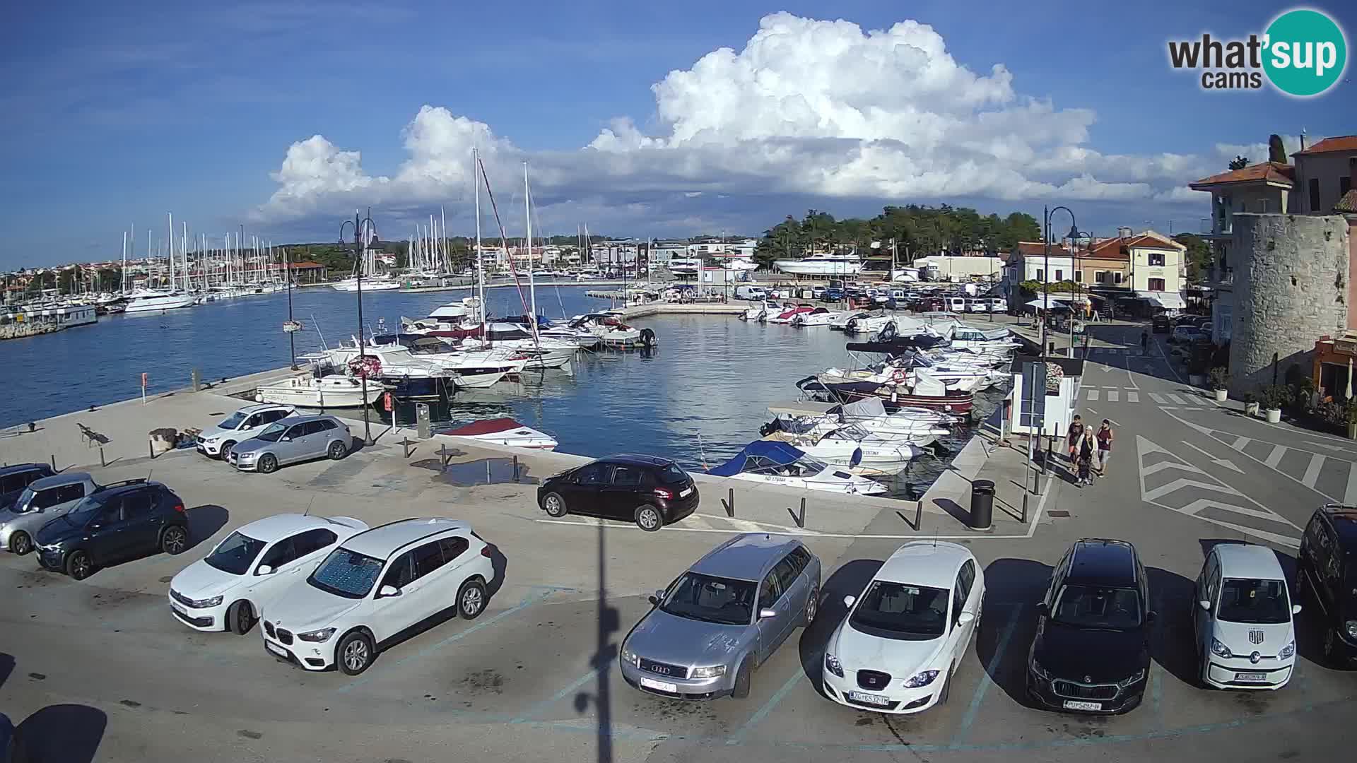 Novigrad | Porporela marina