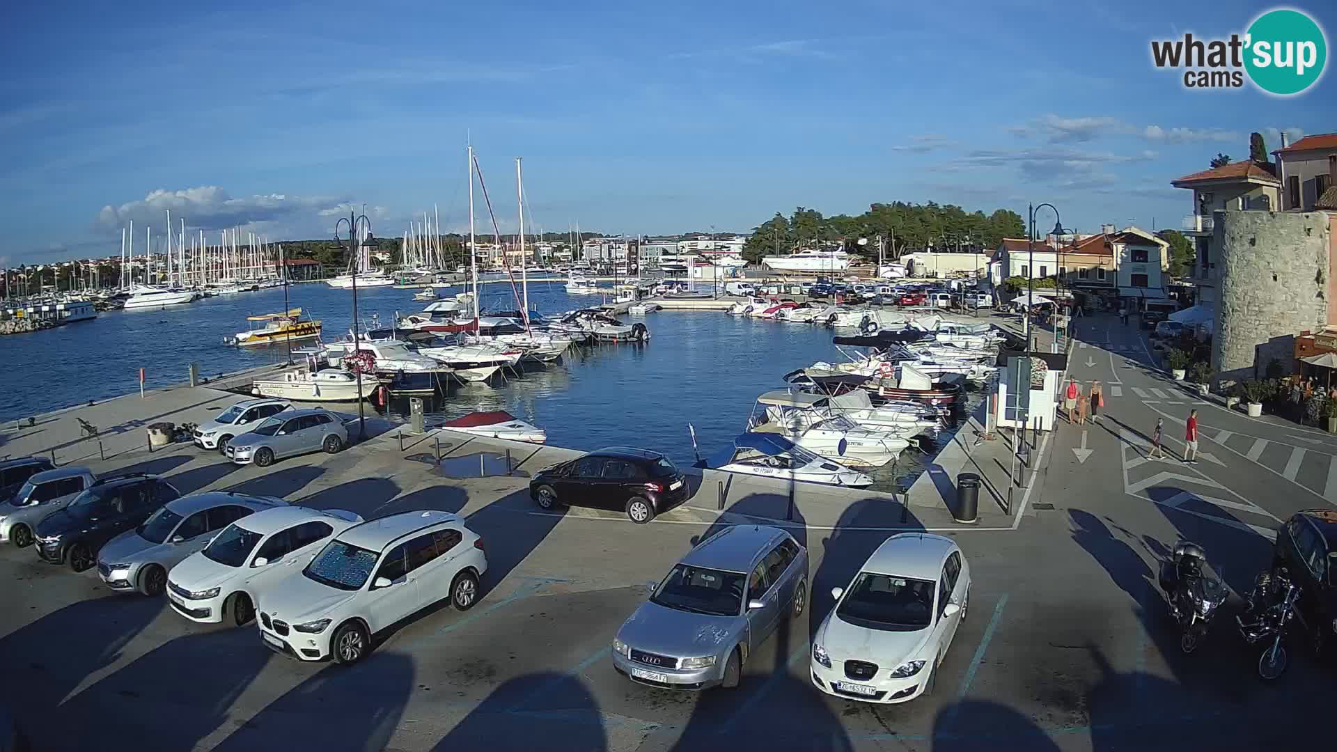 Novigrad | Porporela marina