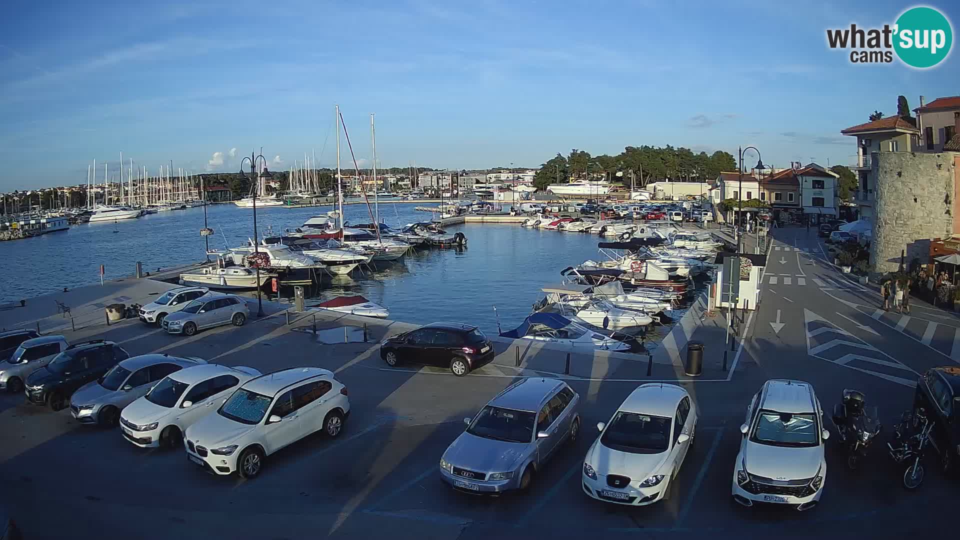 Novigrad | Porporela marina