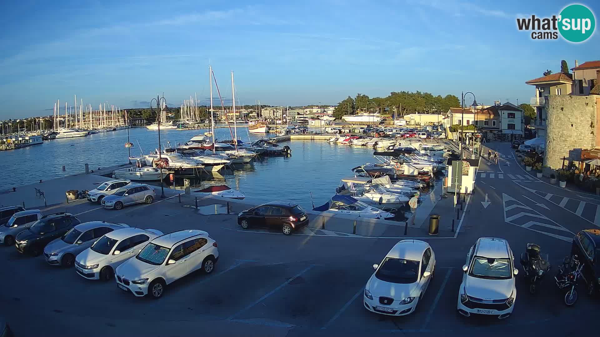 Novigrad | Porporela marina