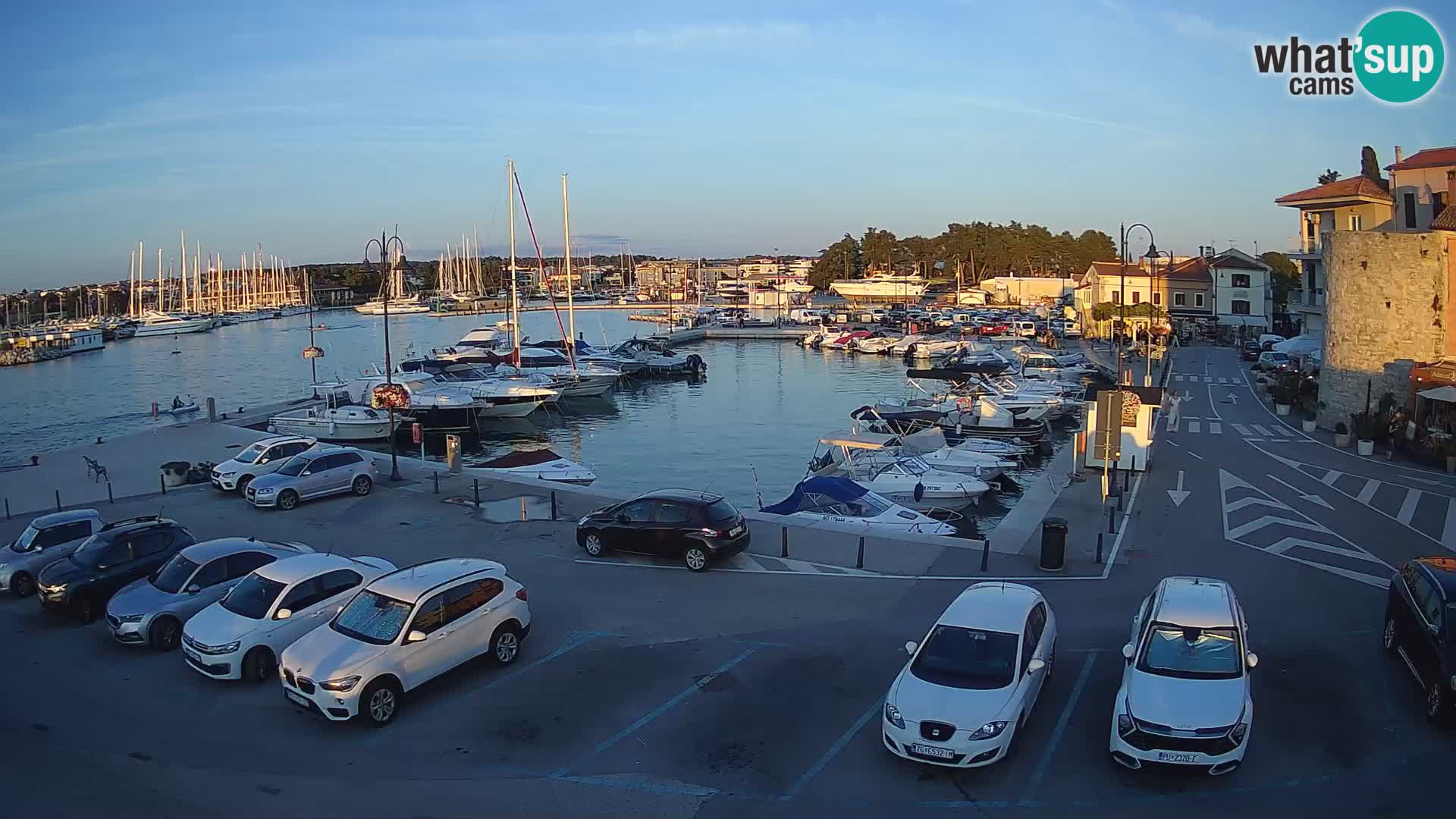 Novigrad | Porporela marina