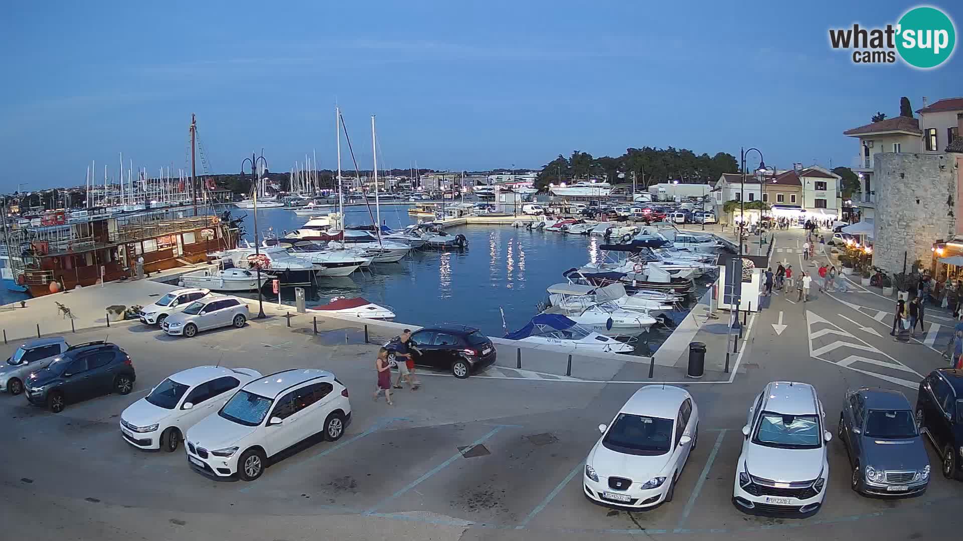 Novigrad | Porporela marina