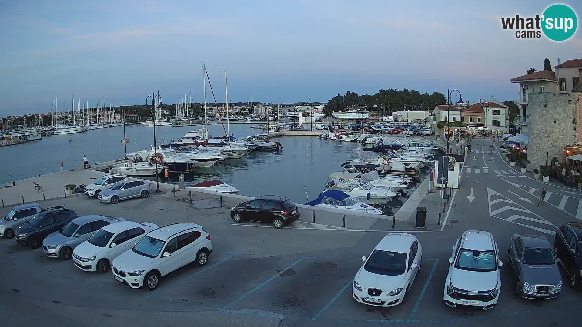Novigrad | Porporela marina