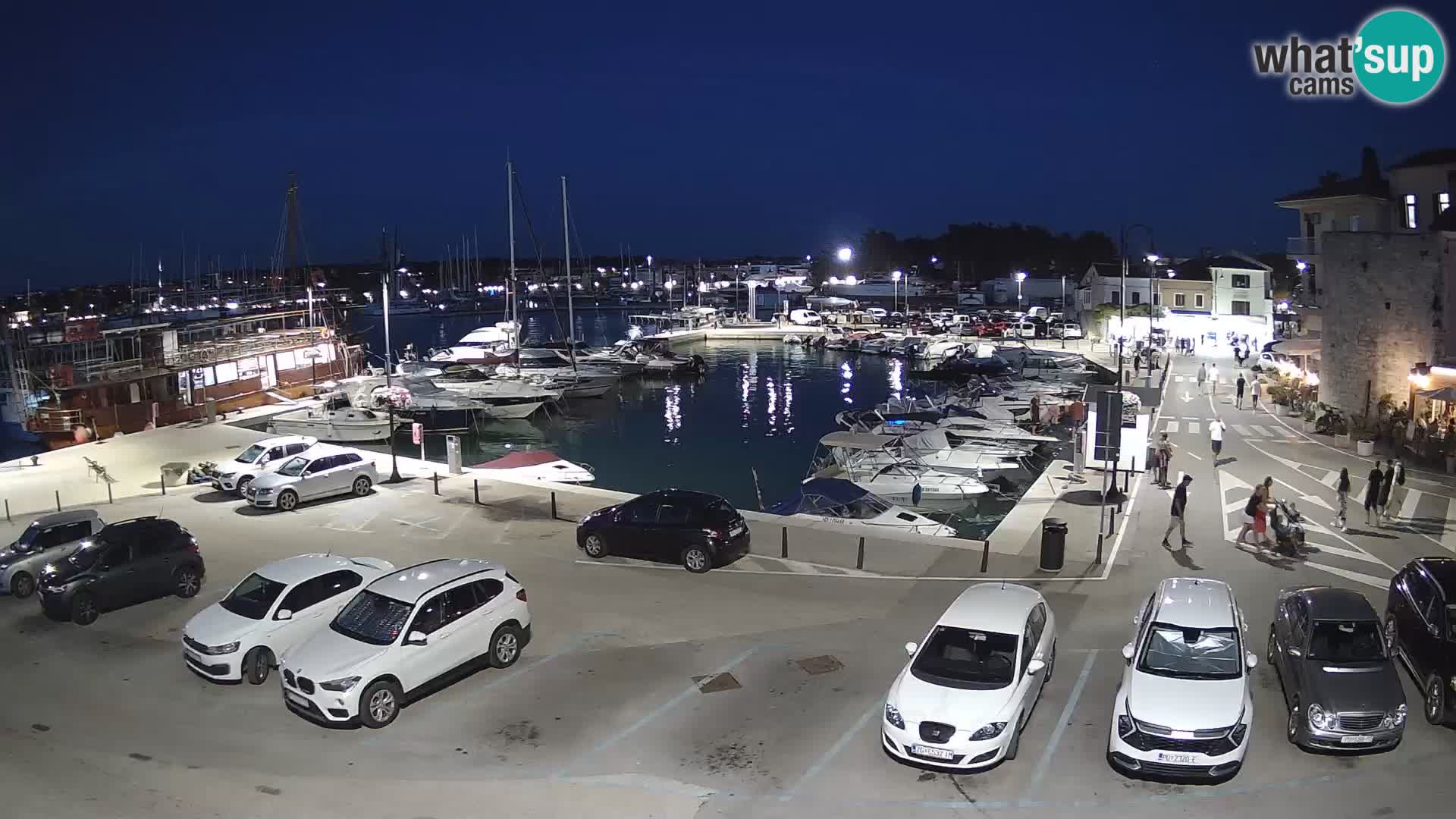 Novigrad | Porporela marina