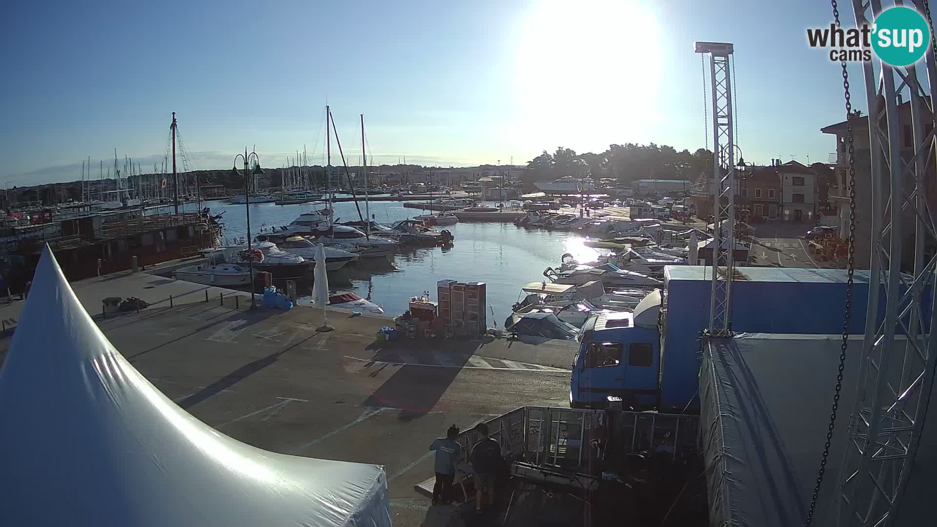 Novigrad | Porporela marina