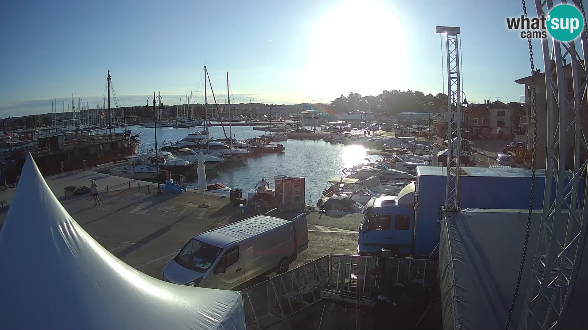 Novigrad | Porporela marina