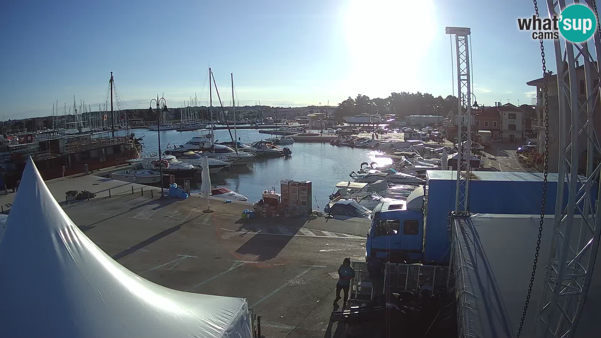 Novigrad | Porporela marina