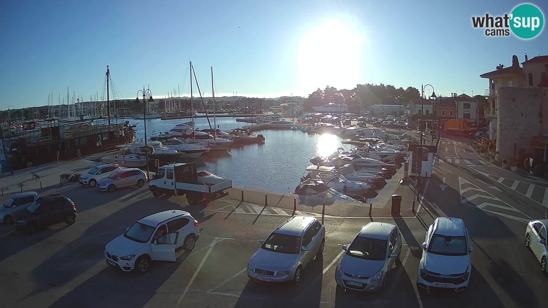 Novigrad | Porporela marina