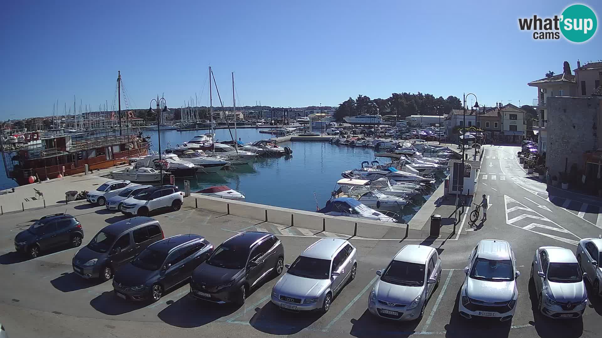 Novigrad | Porporela marina