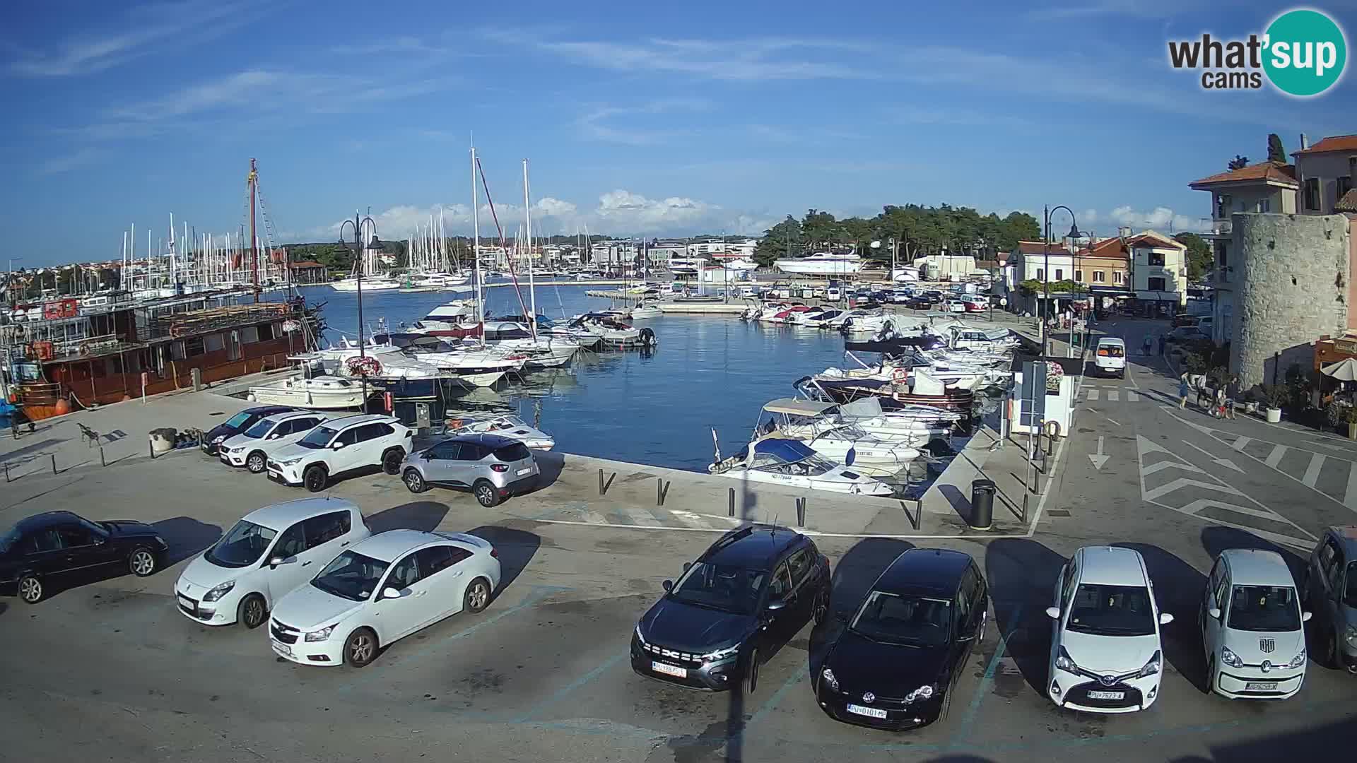 Novigrad | Porporela marina