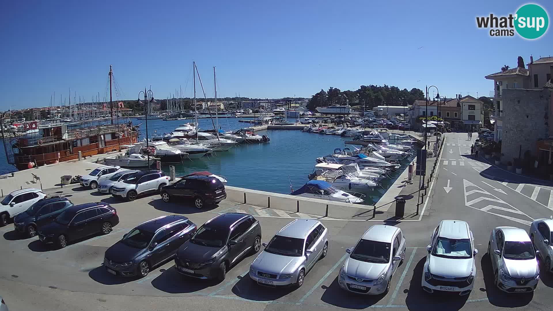 Novigrad | Porporela marina