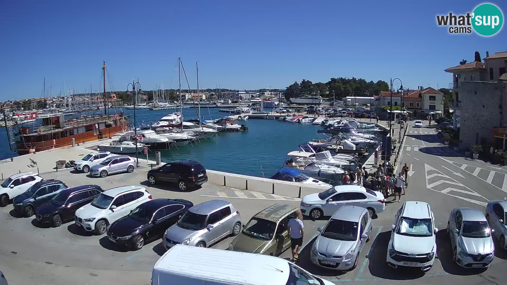 Novigrad | Porporela marina