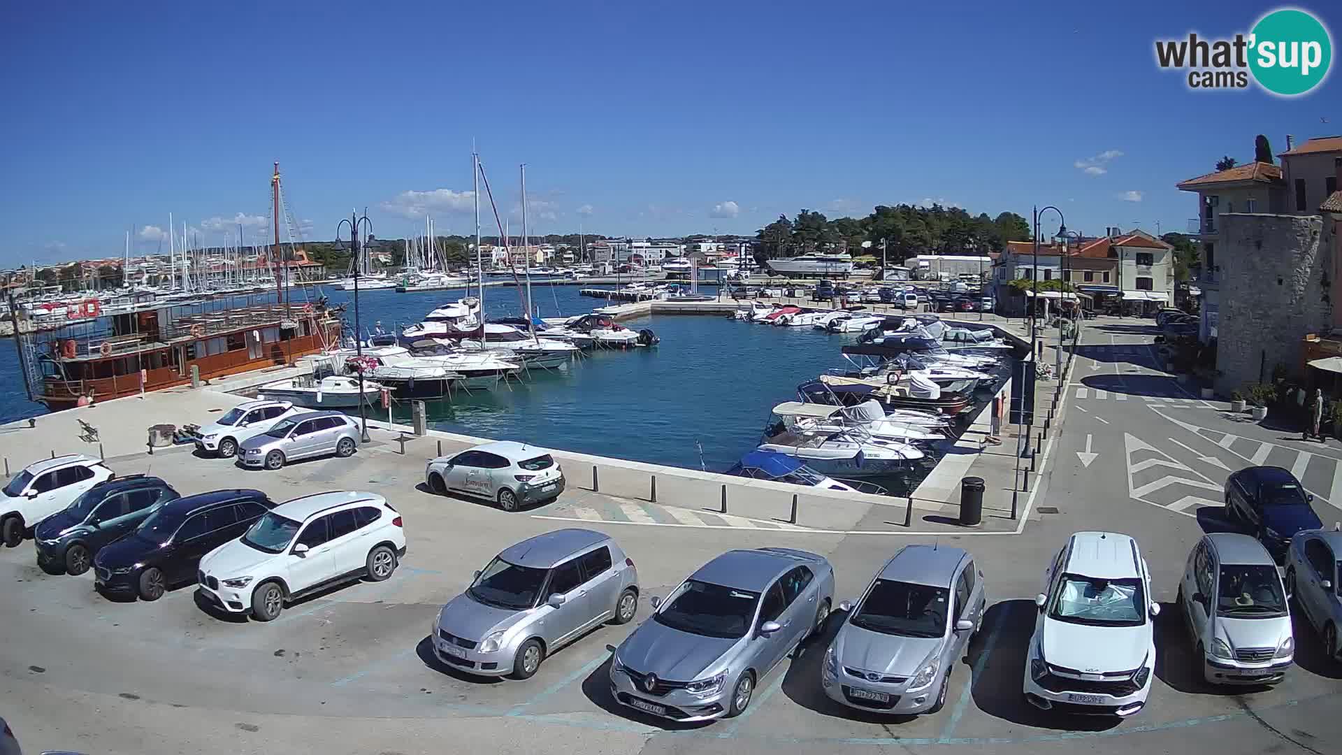 Novigrad | Porporela marina