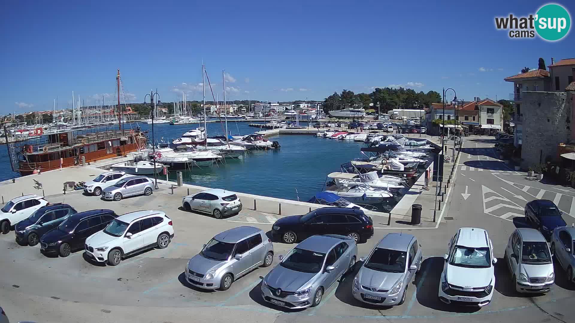 Novigrad | Porporela marina