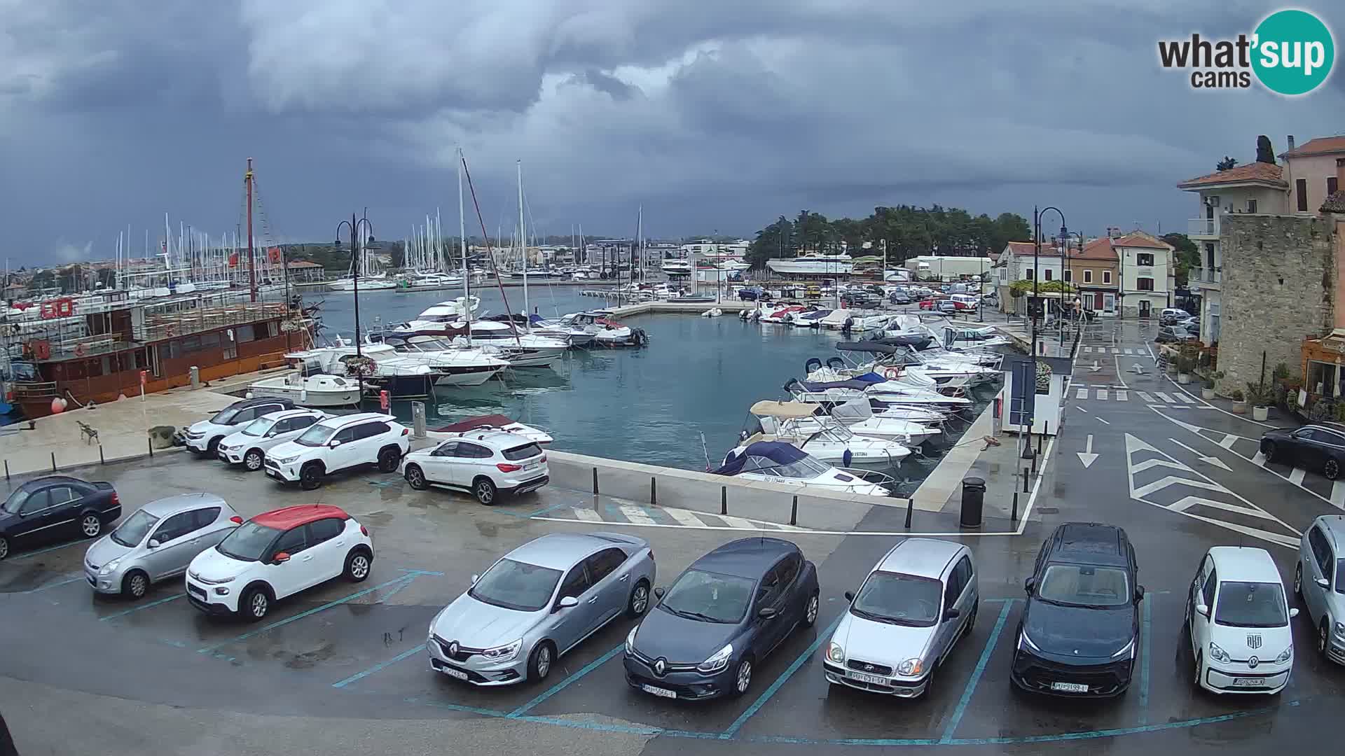 Novigrad | Porporela marina