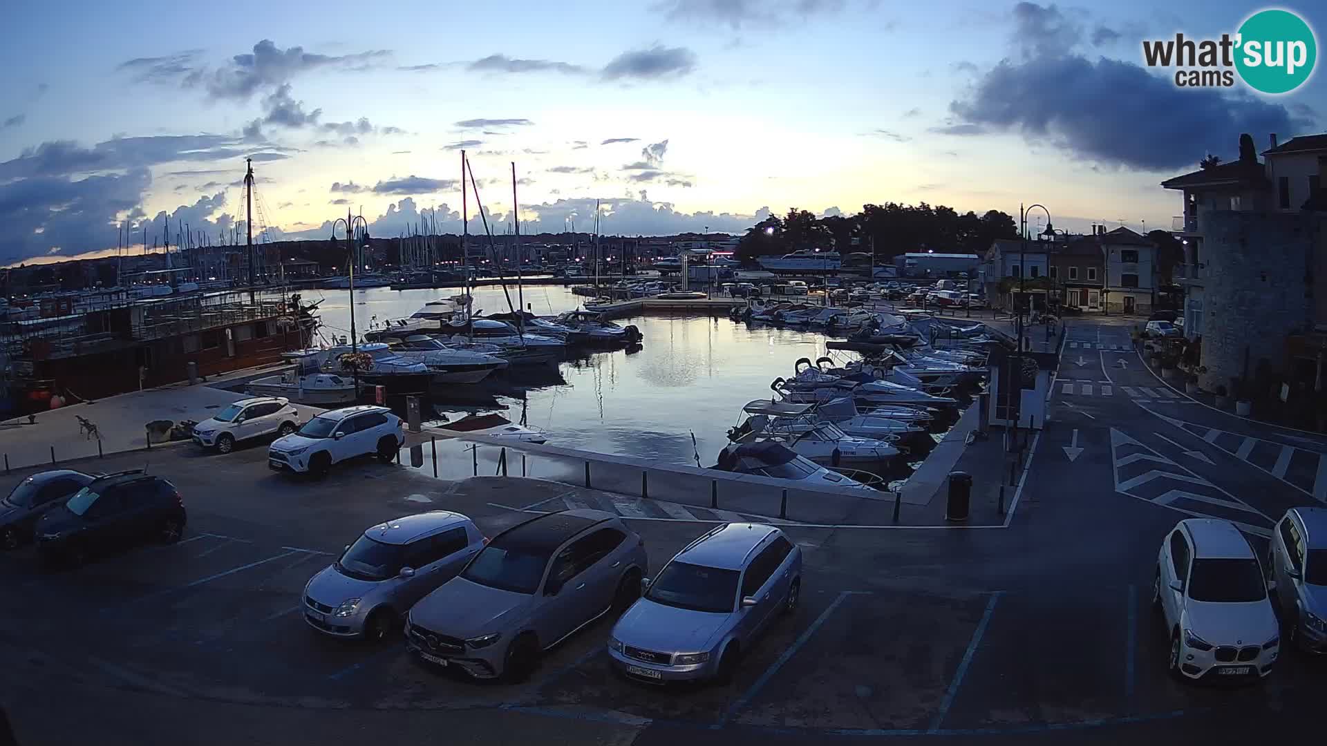 Novigrad | Porporela marina