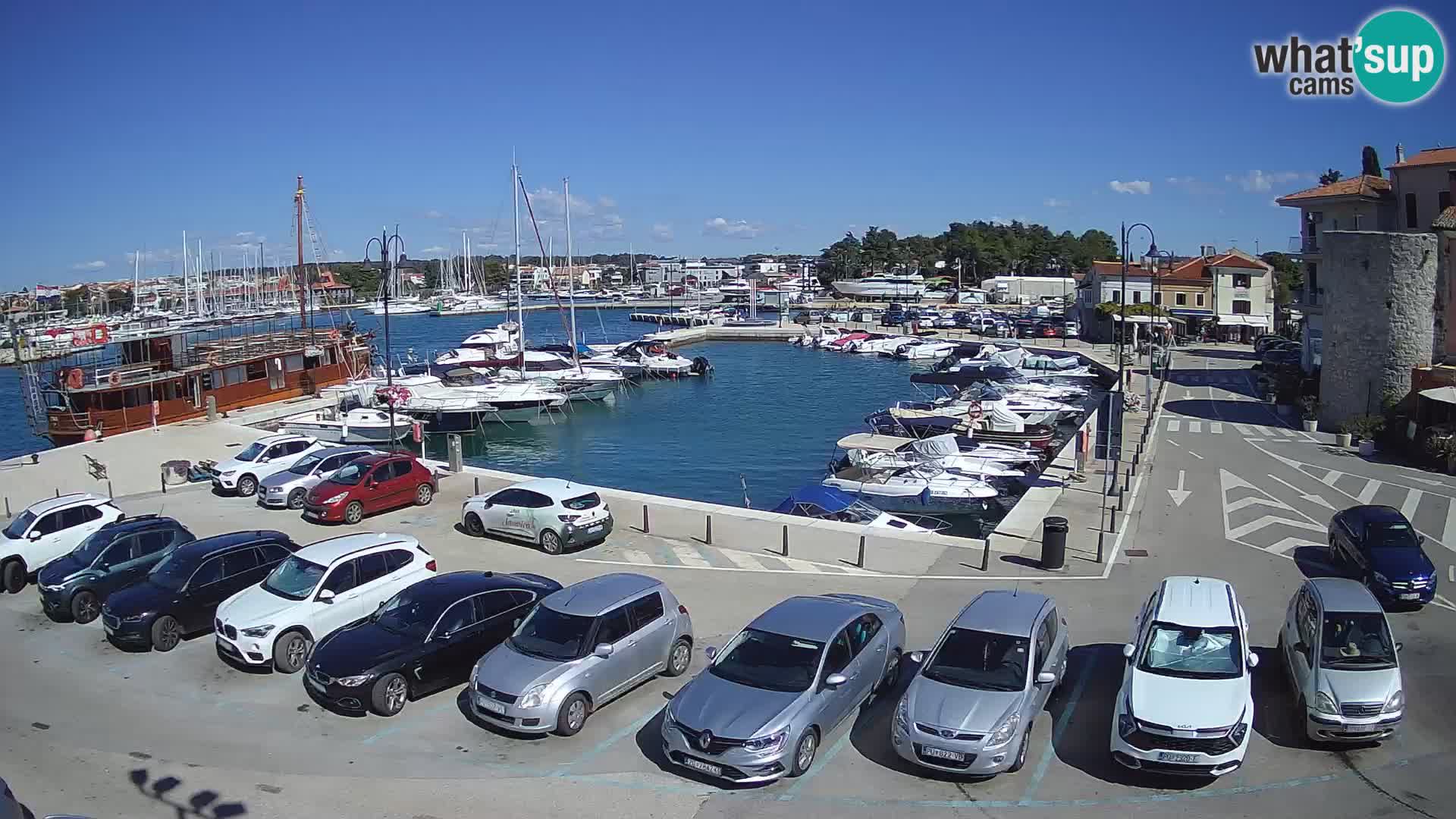 Novigrad | Porporela marina