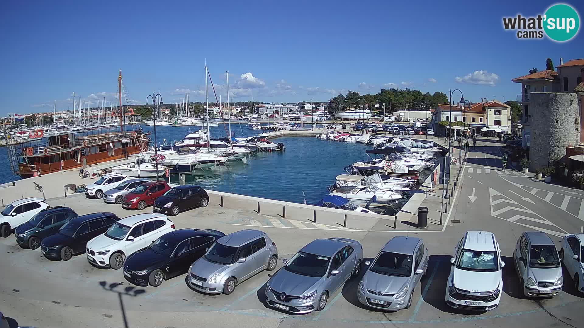 Novigrad | Porporela marina