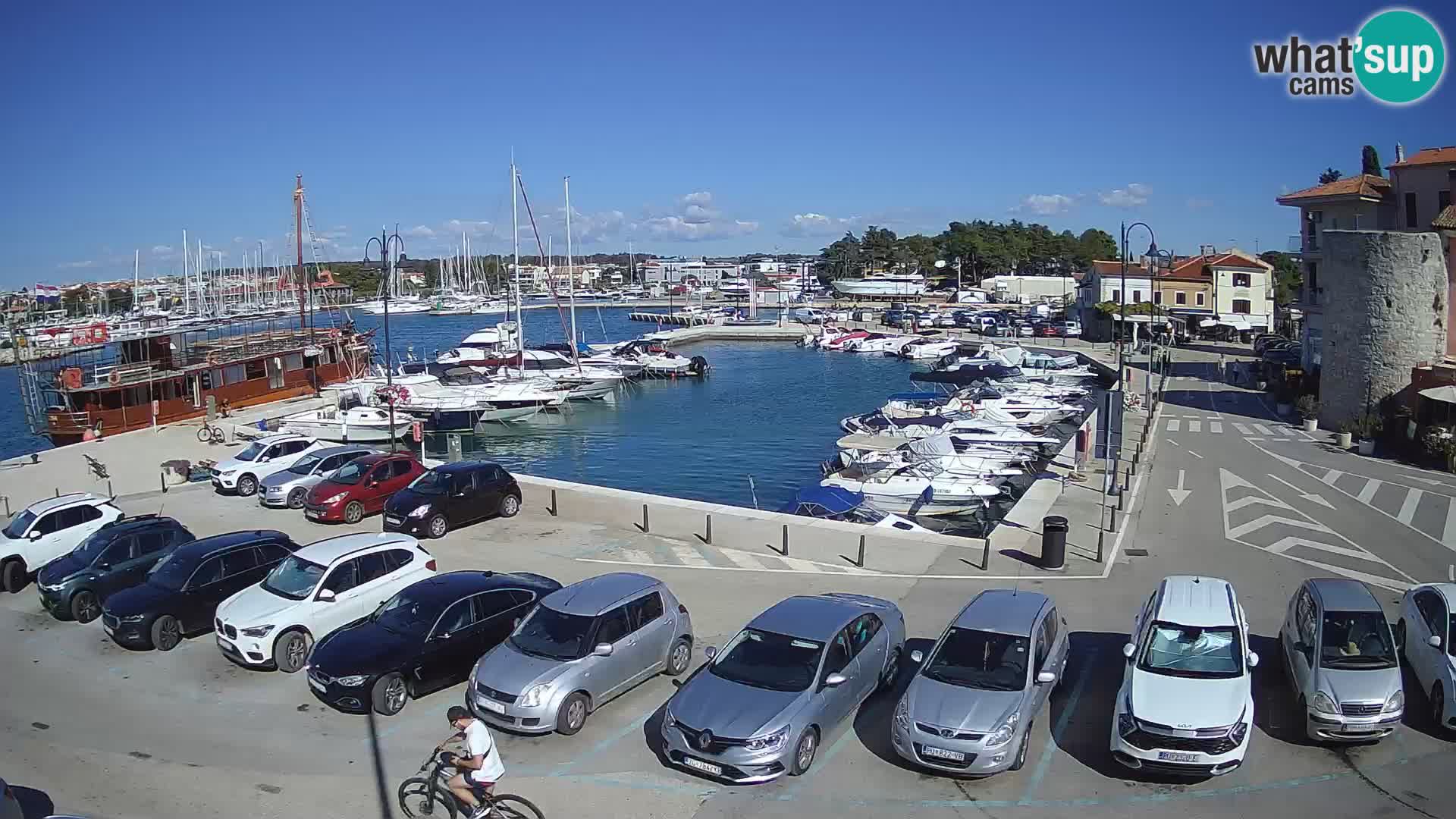 Novigrad | Porporela marina