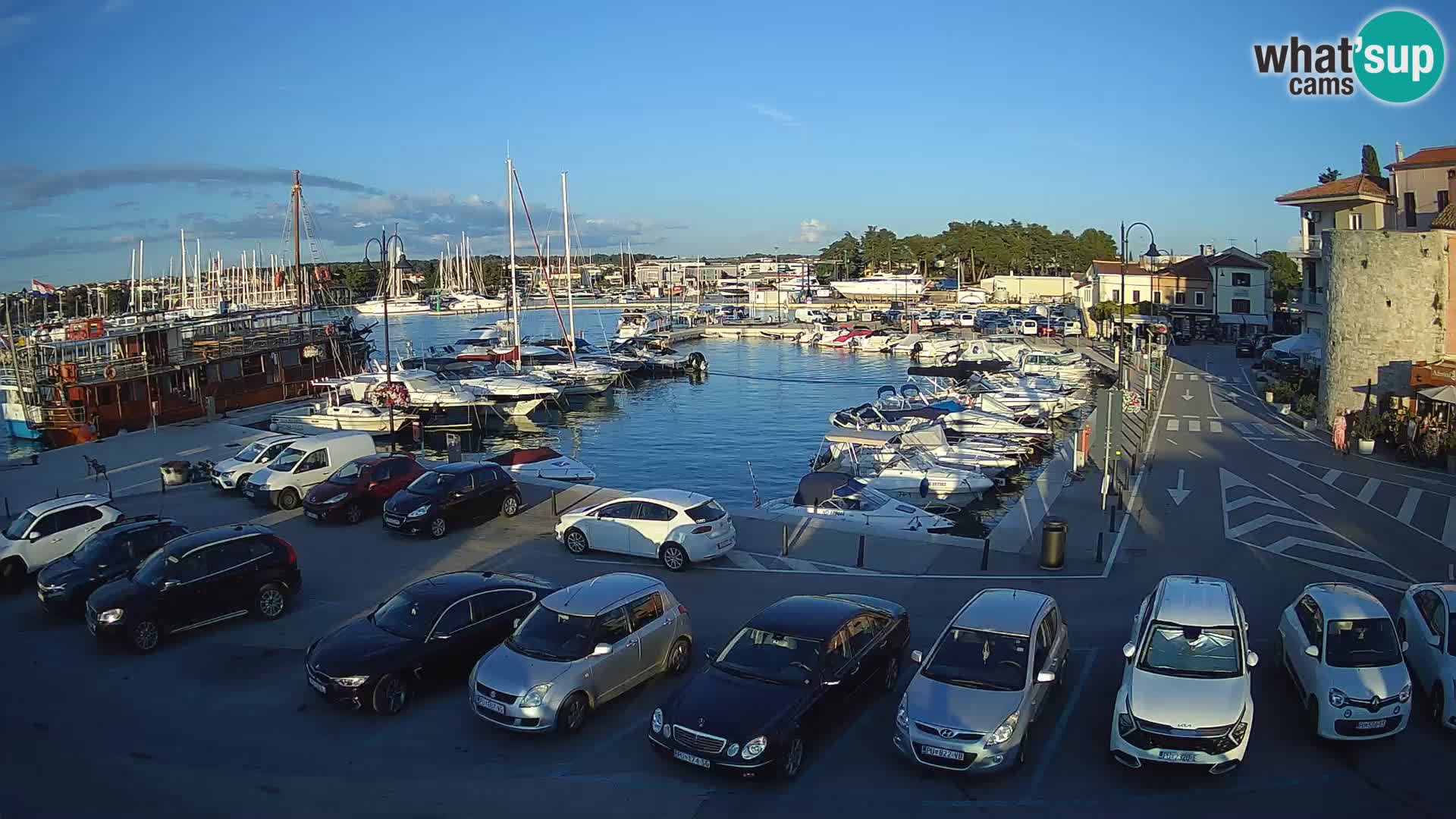 Novigrad | Porporela marina