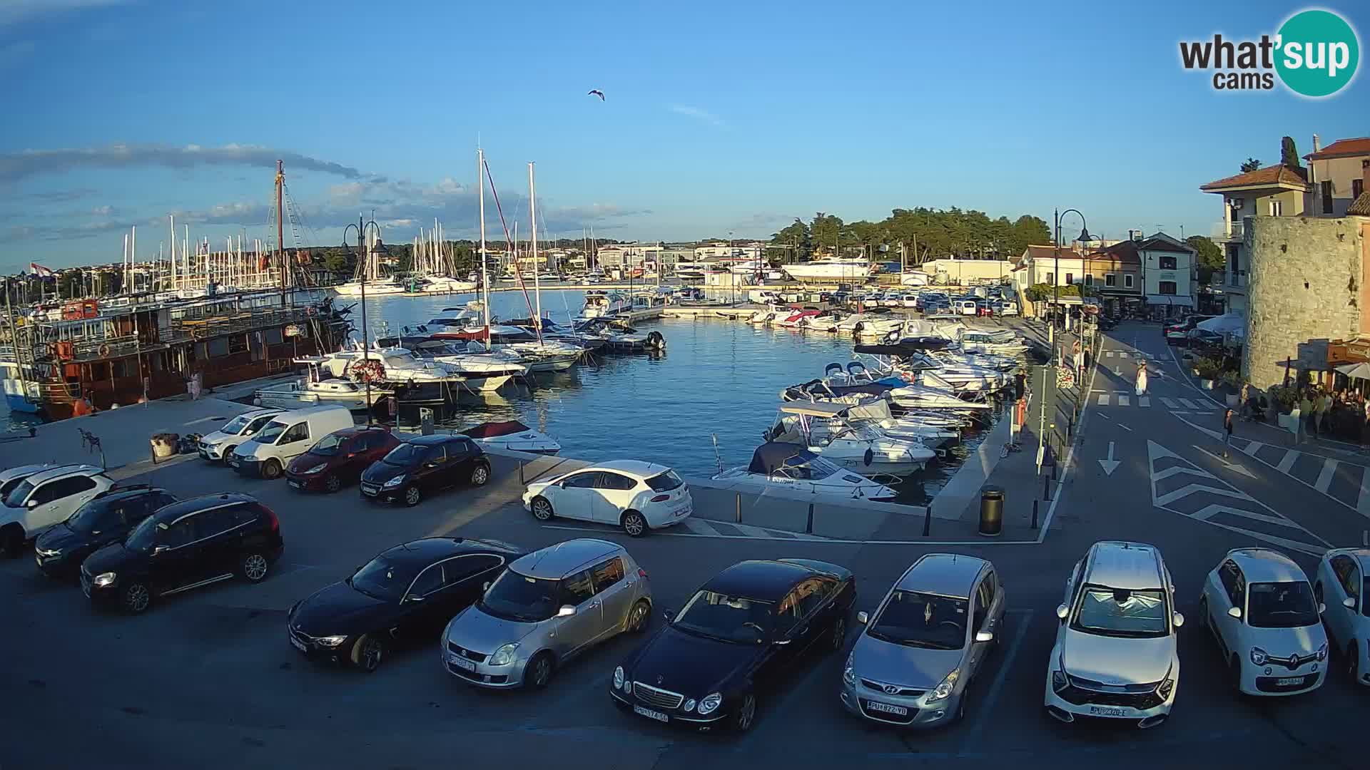 Novigrad | Porporela marina