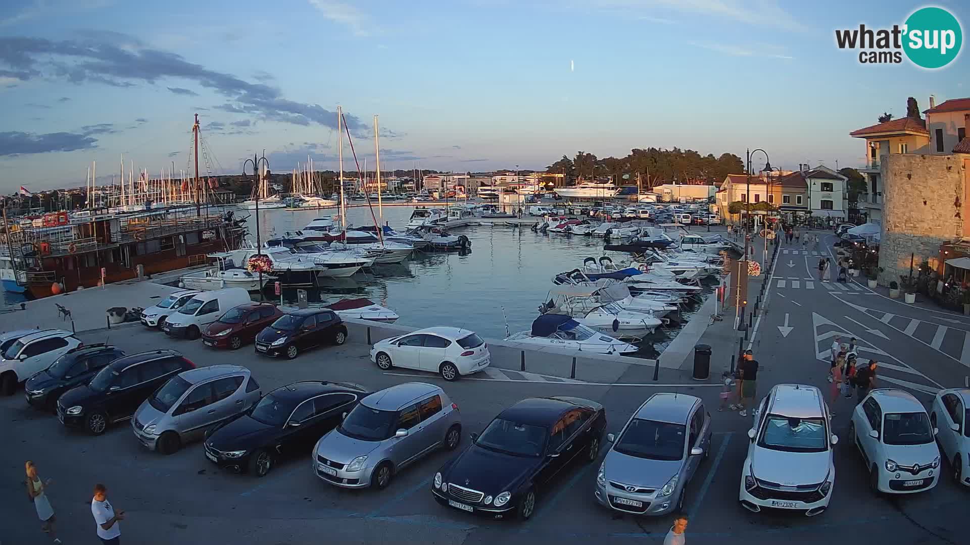 Novigrad | Porporela marina