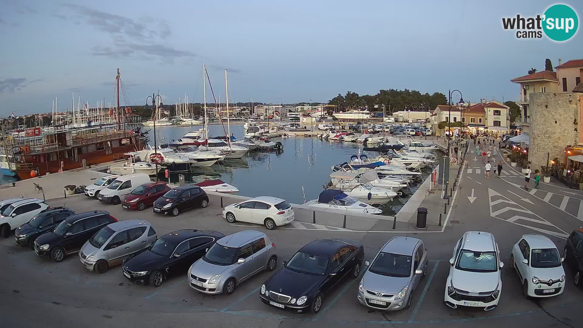Novigrad | Porporela marina