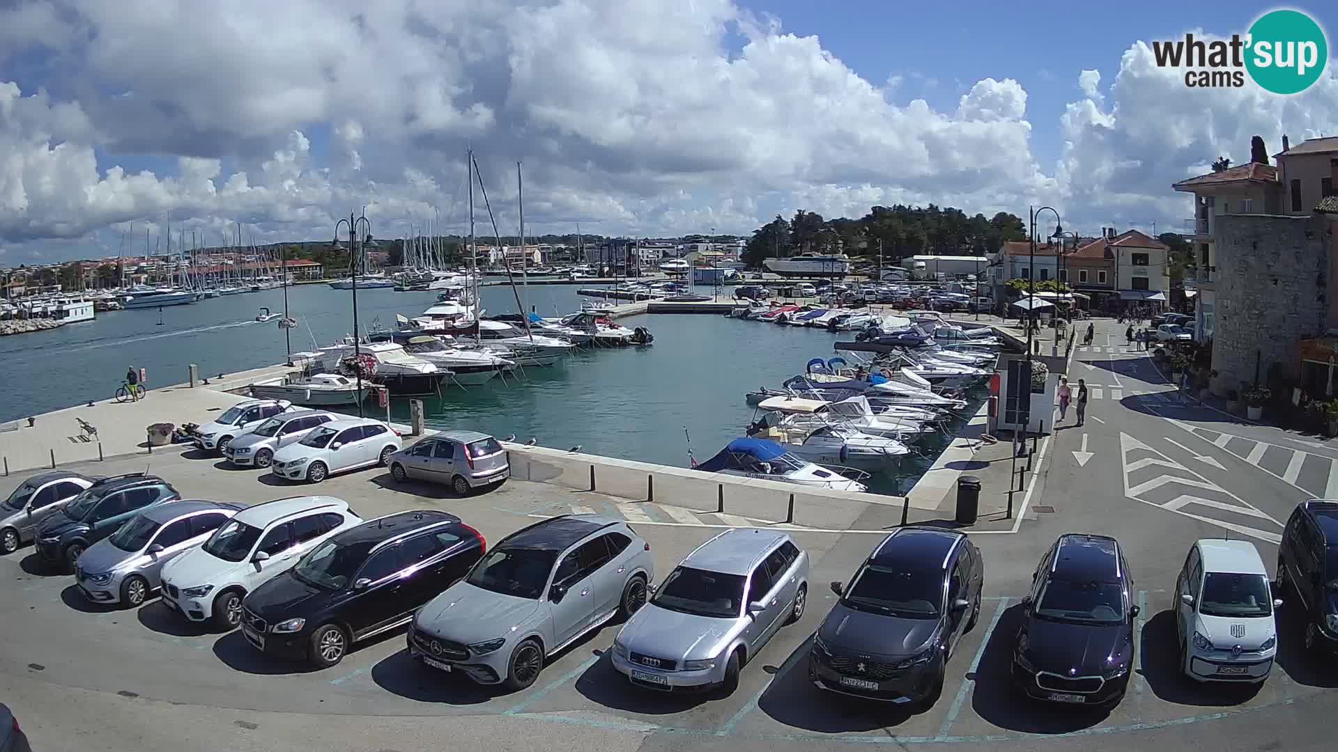 Novigrad | Porporela marina