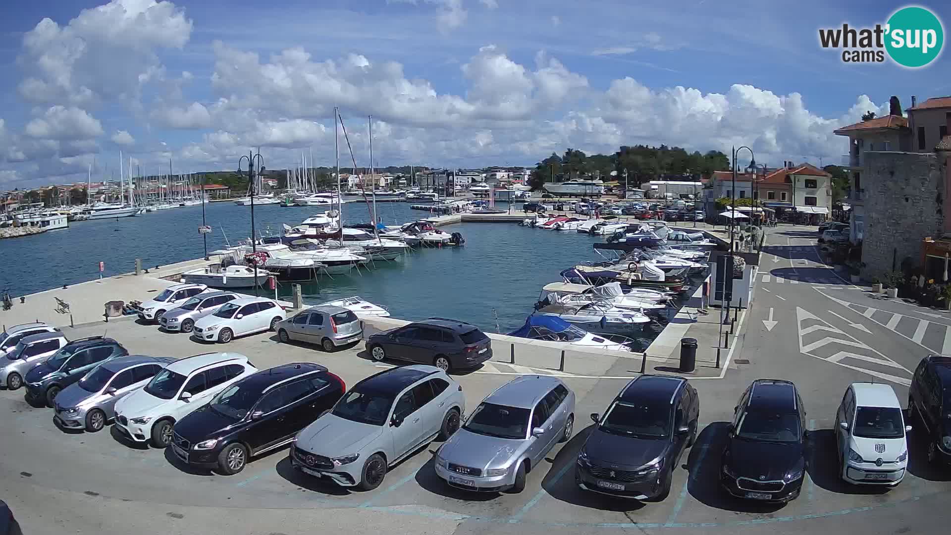 Novigrad | Porporela marina