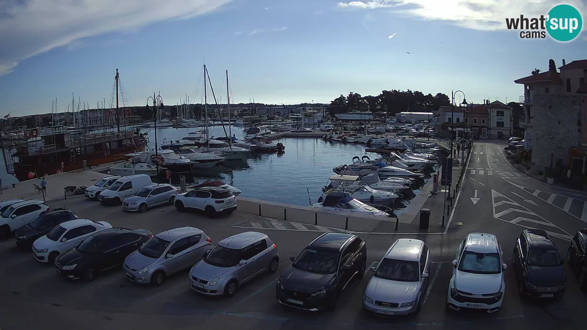 Novigrad | Porporela marina