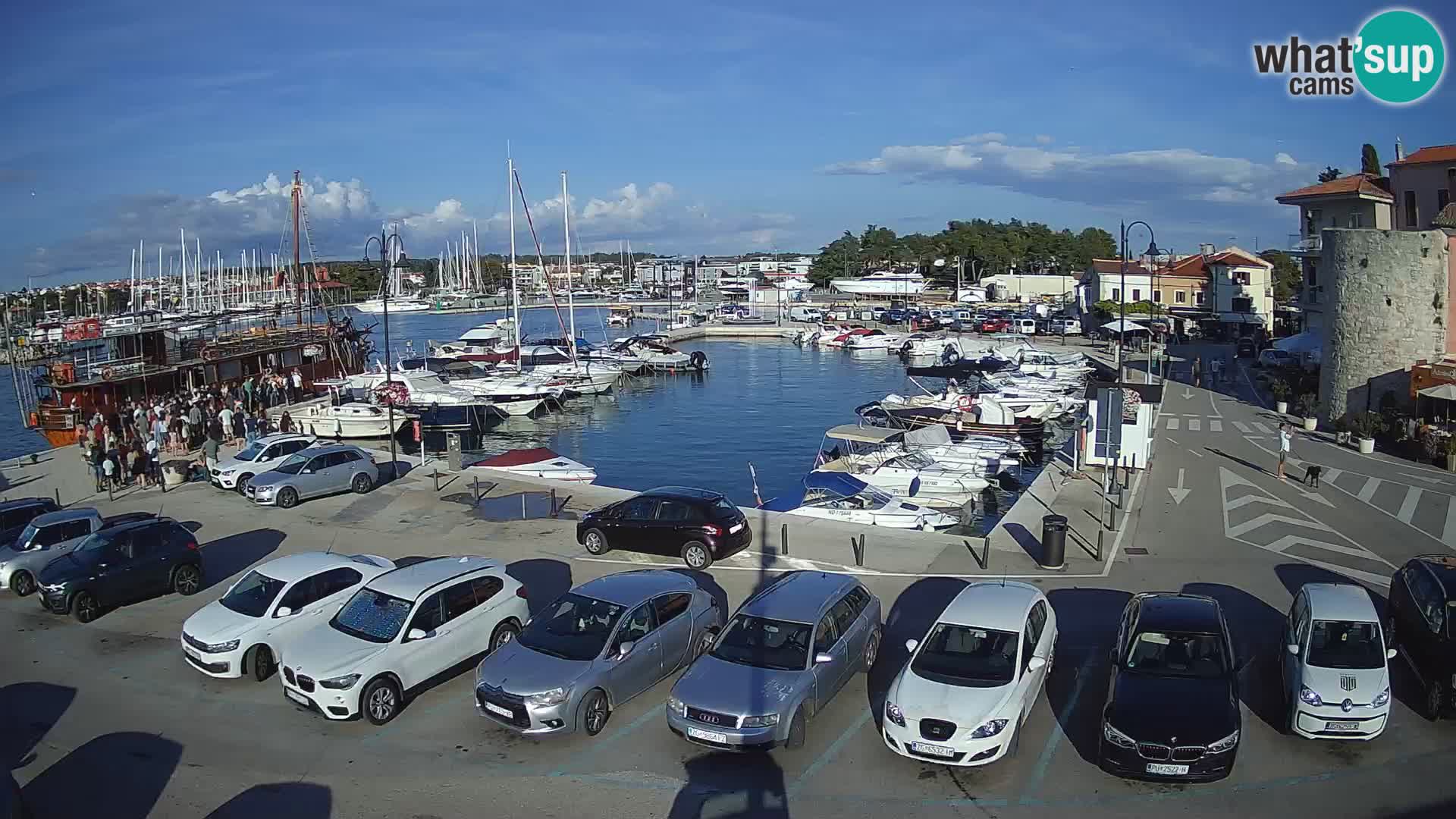 Novigrad | Porporela marina