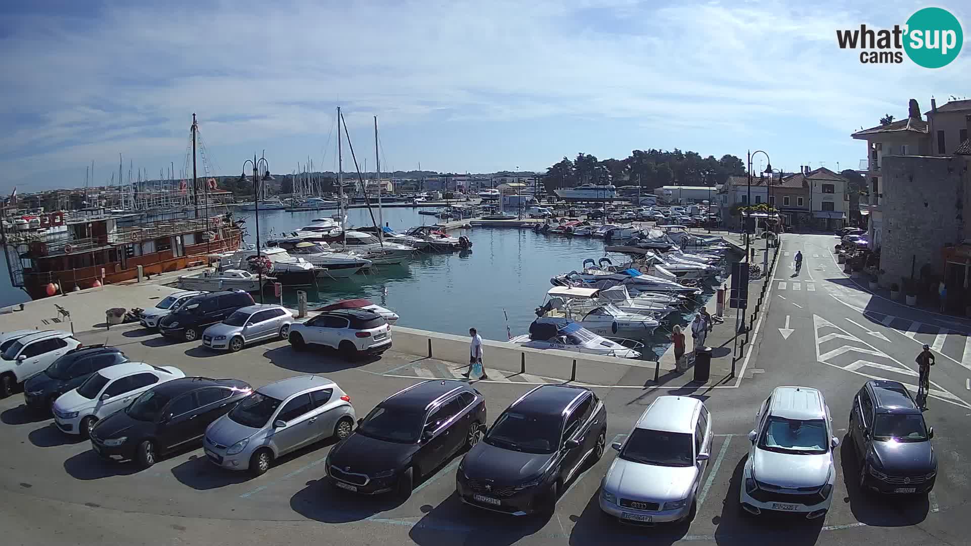 Novigrad | Porporela marina