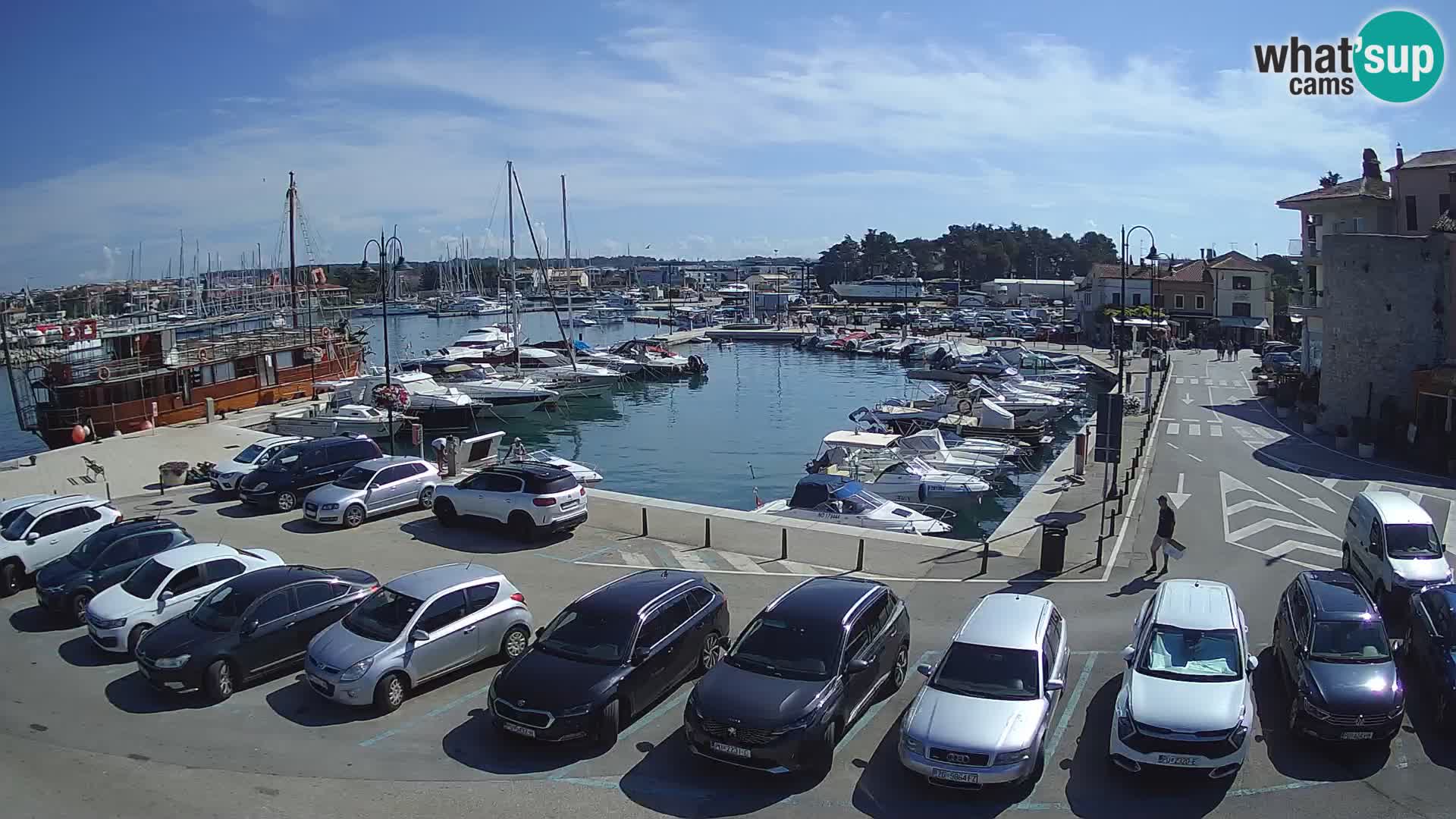 Novigrad | Porporela marina