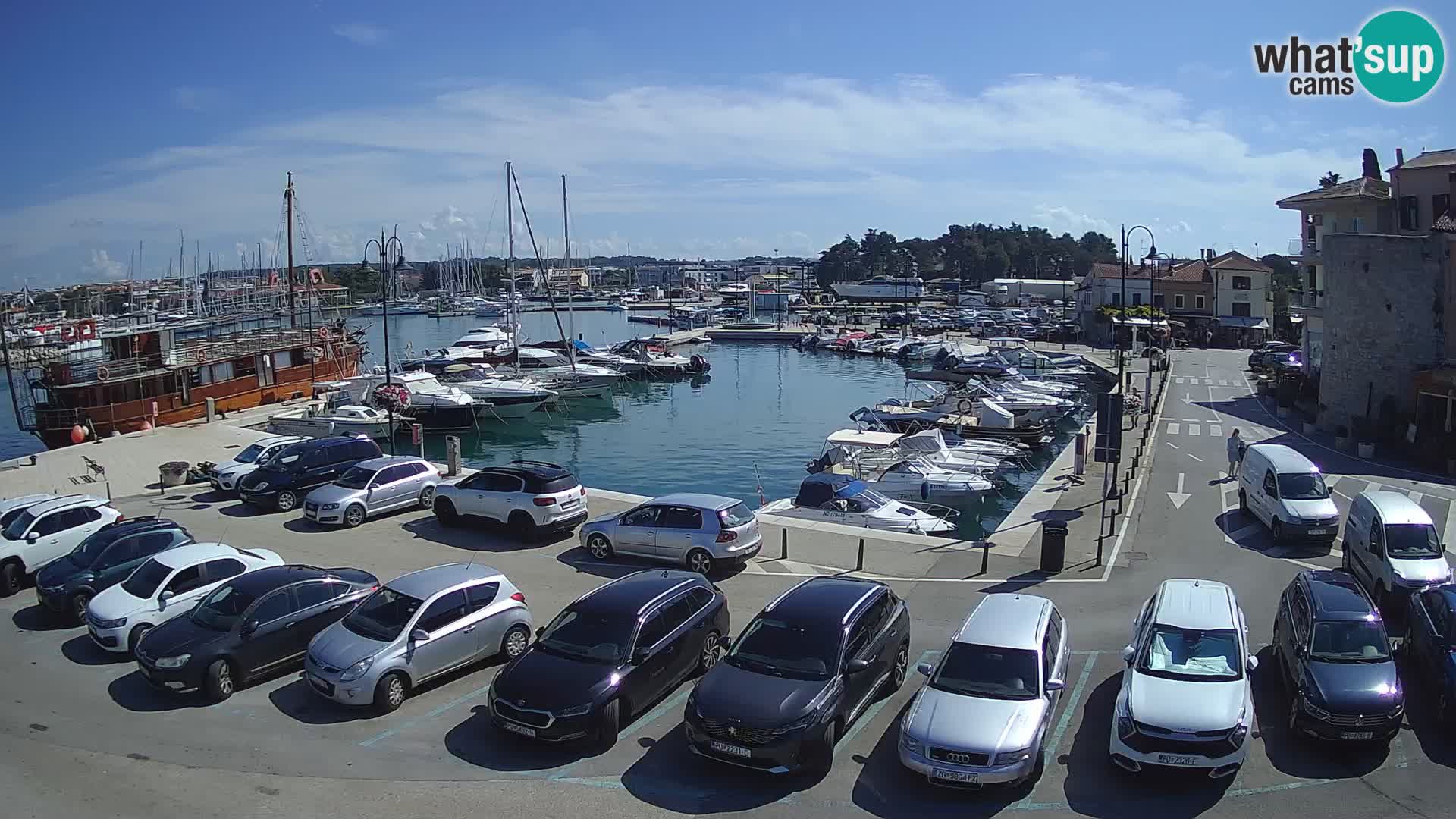 Novigrad | Porporela marina