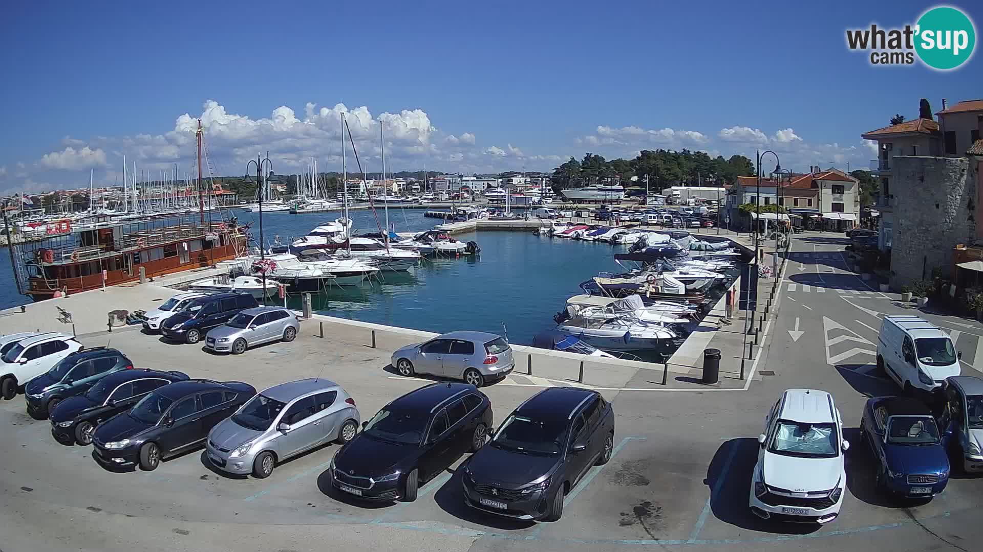 Novigrad | Porporela marina